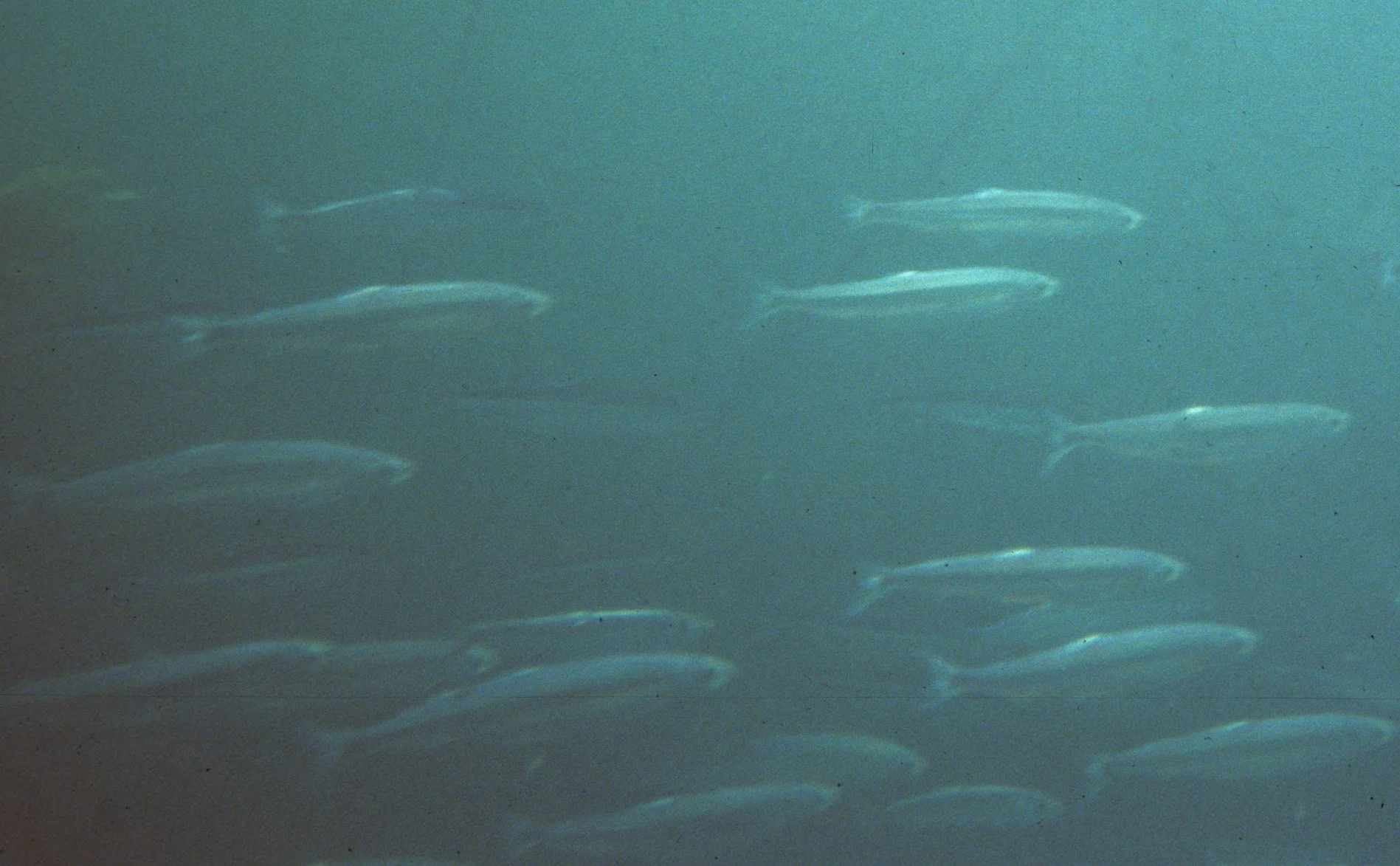 FISH - HERRING SWIMMING THE LAKE FARM KELP FORESTS C.jpg