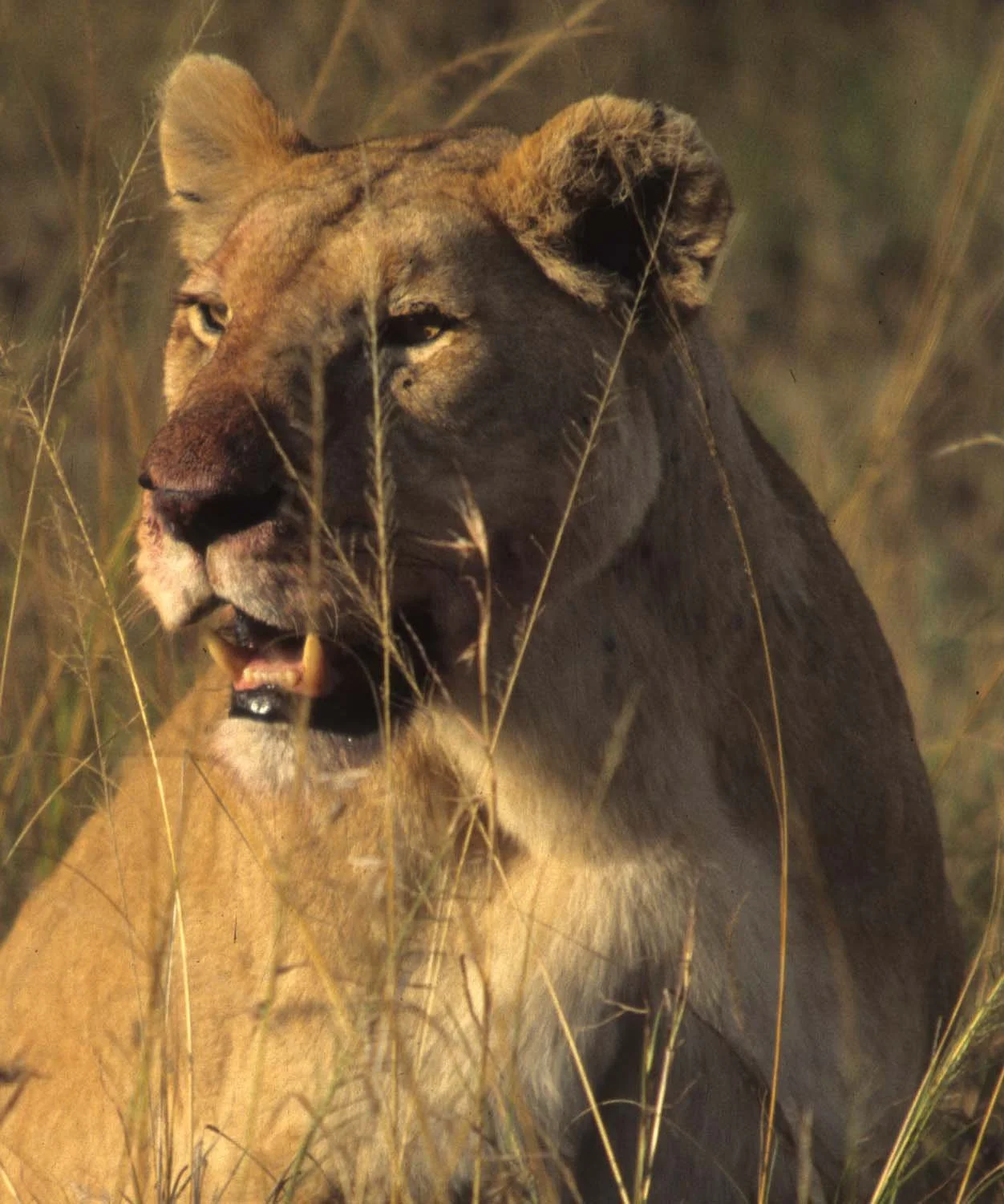 FELID - LION - SERENGETI (19).jpg