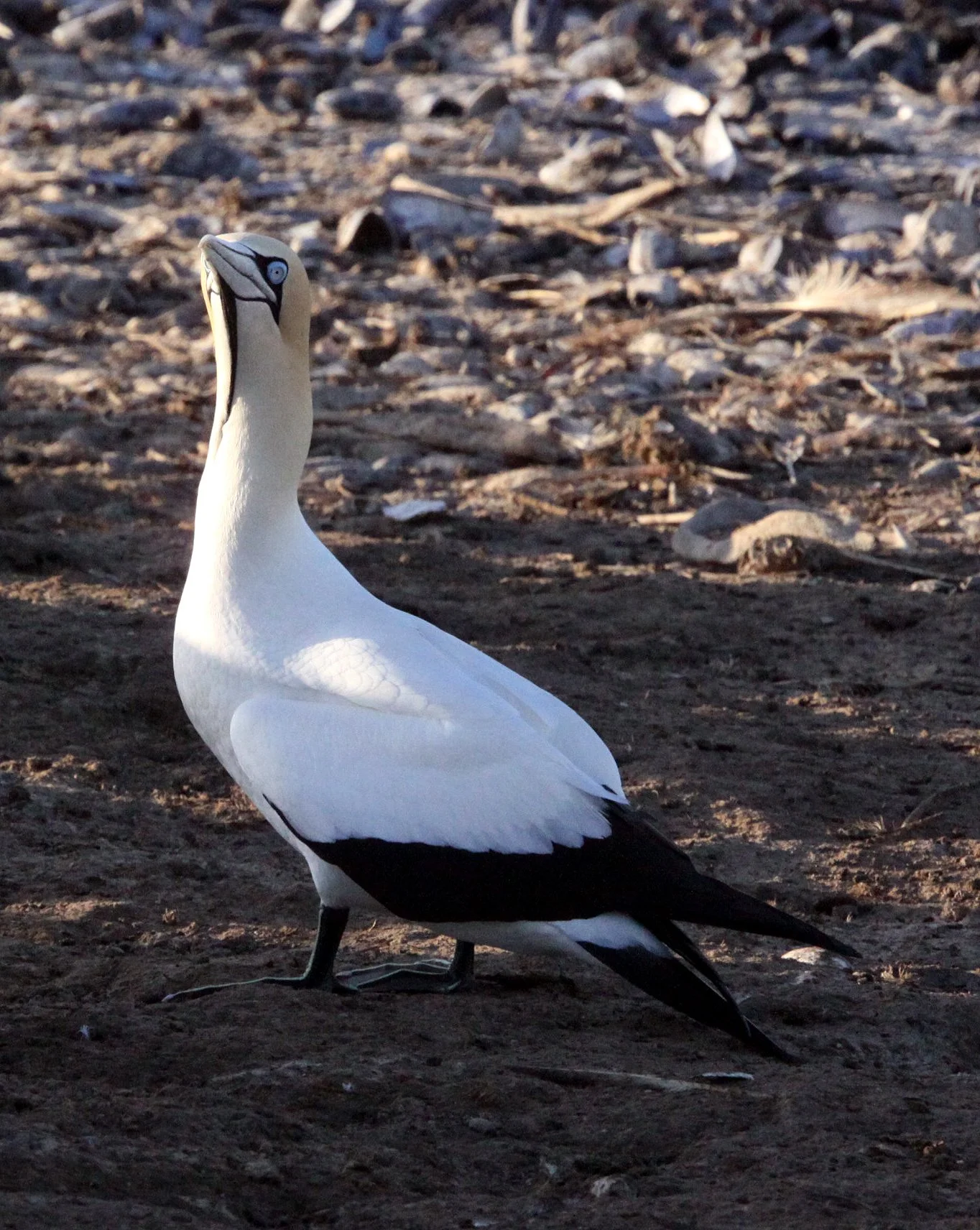 Cape gannet (Morus capensis) Lambert's Bay South Africa (119).JPG