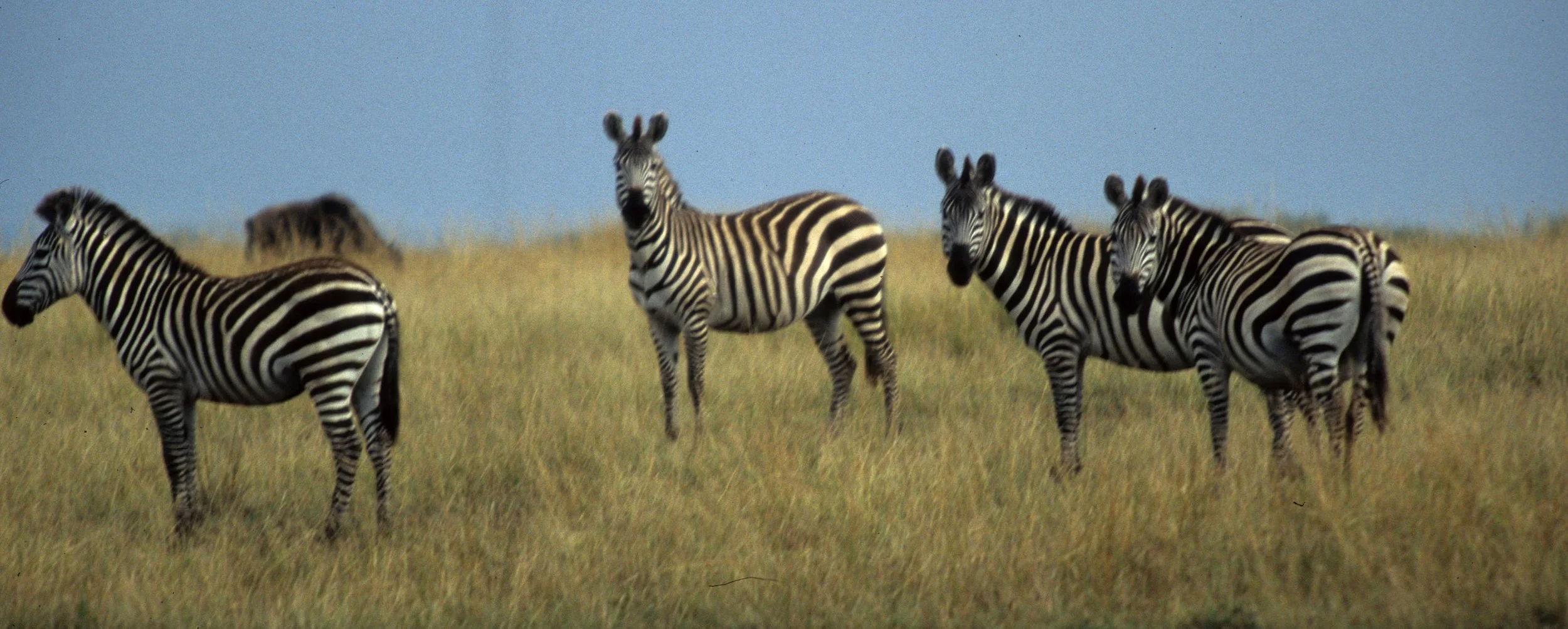 EQUIN - ZEBRA - COMMON - SERENGETI (24).jpg