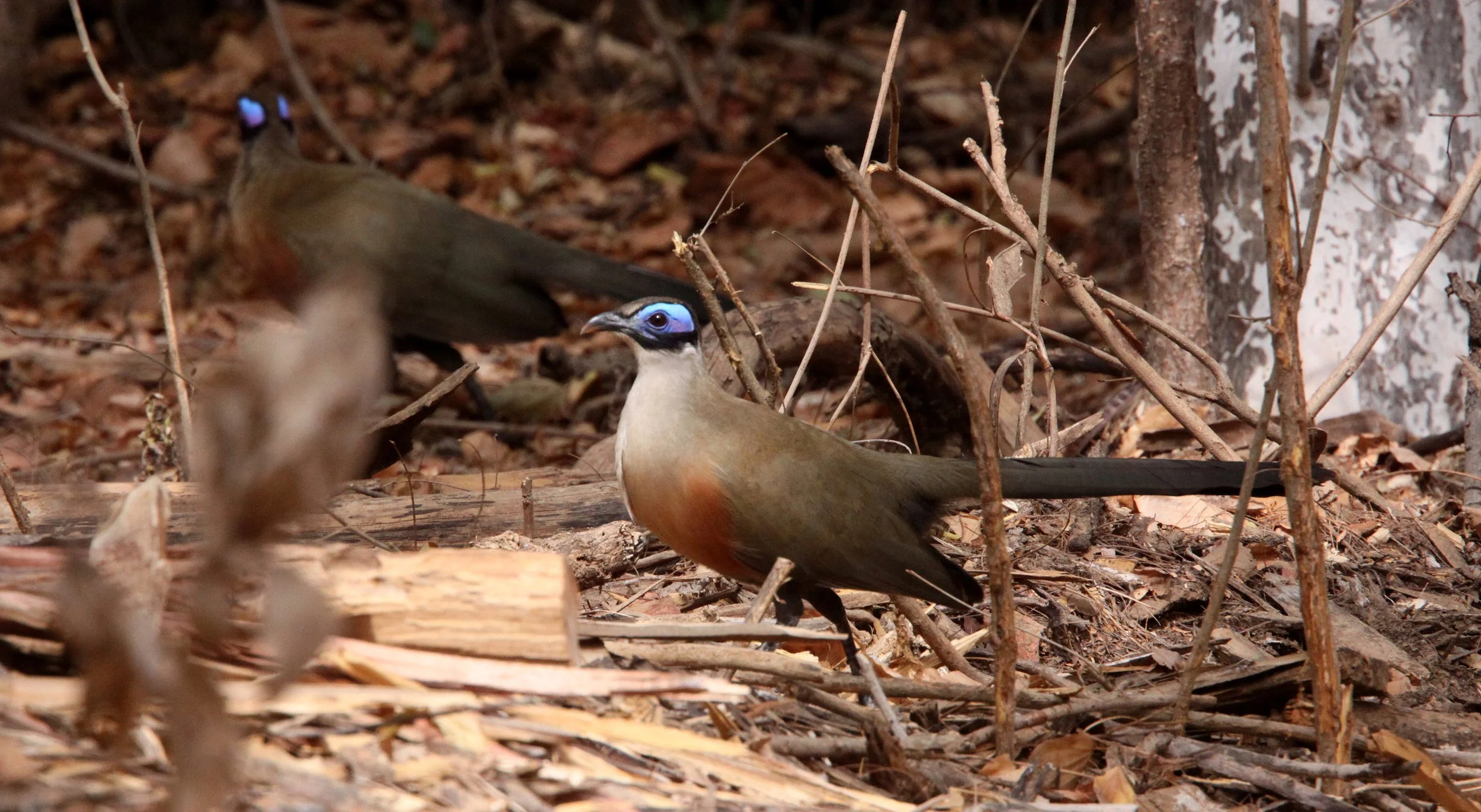 Giant Coua (Coua gigas) Kirindy NP Madagascar (4).JPG