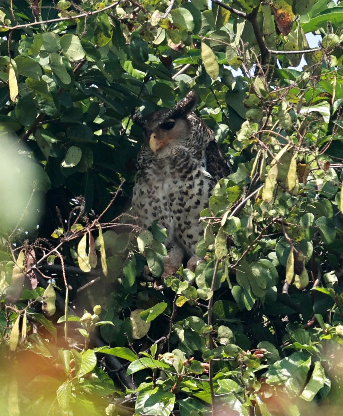 Spot-bellied Eagle-Owl (Bubo nipalensis) Pak Chong Mu Si Municipality Feb 2026  (47).jpg