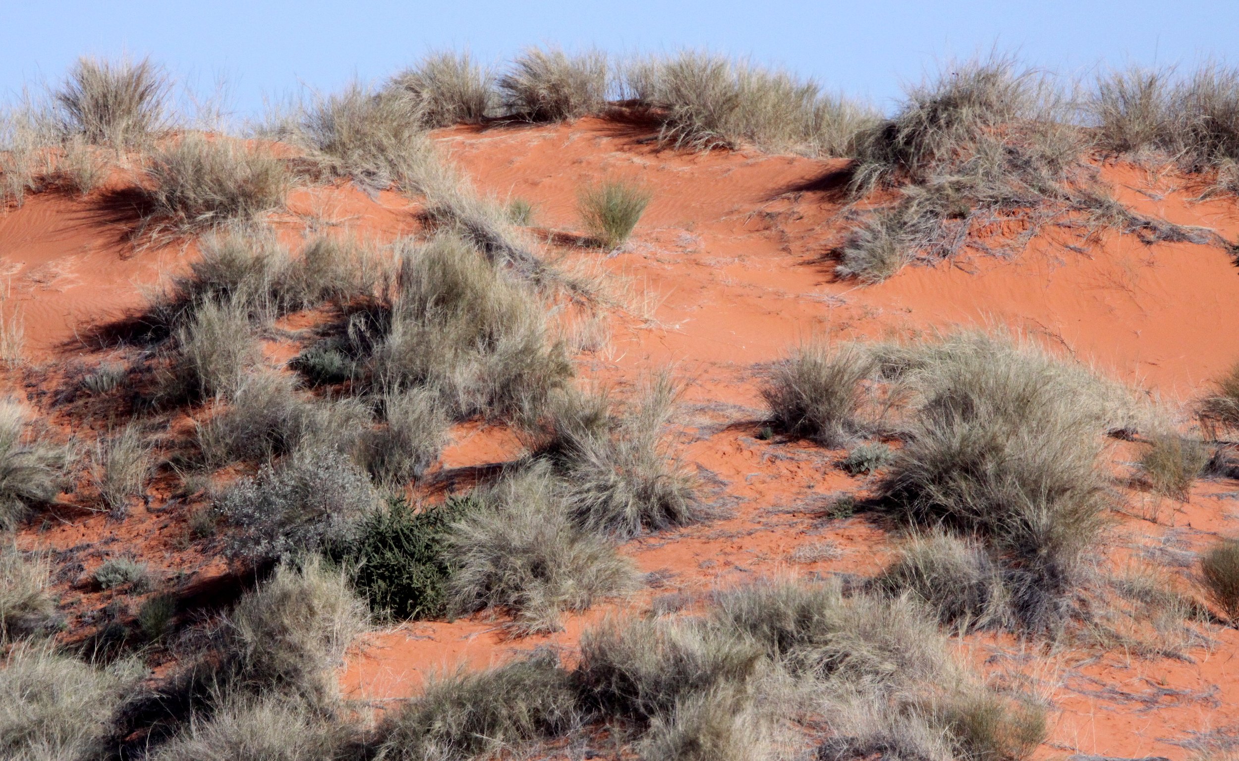KGALAGADI NATIONAL PARK SOUTH AFRICA (2).JPG