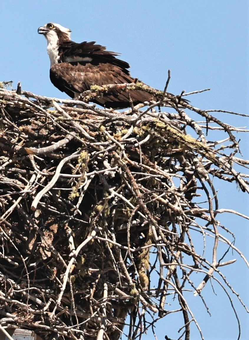 Pandion haliaetus - OSPREY - GRAND TETONS NATIONAL PARK AND AREA SOUTH JULY 2022  (1).jpg