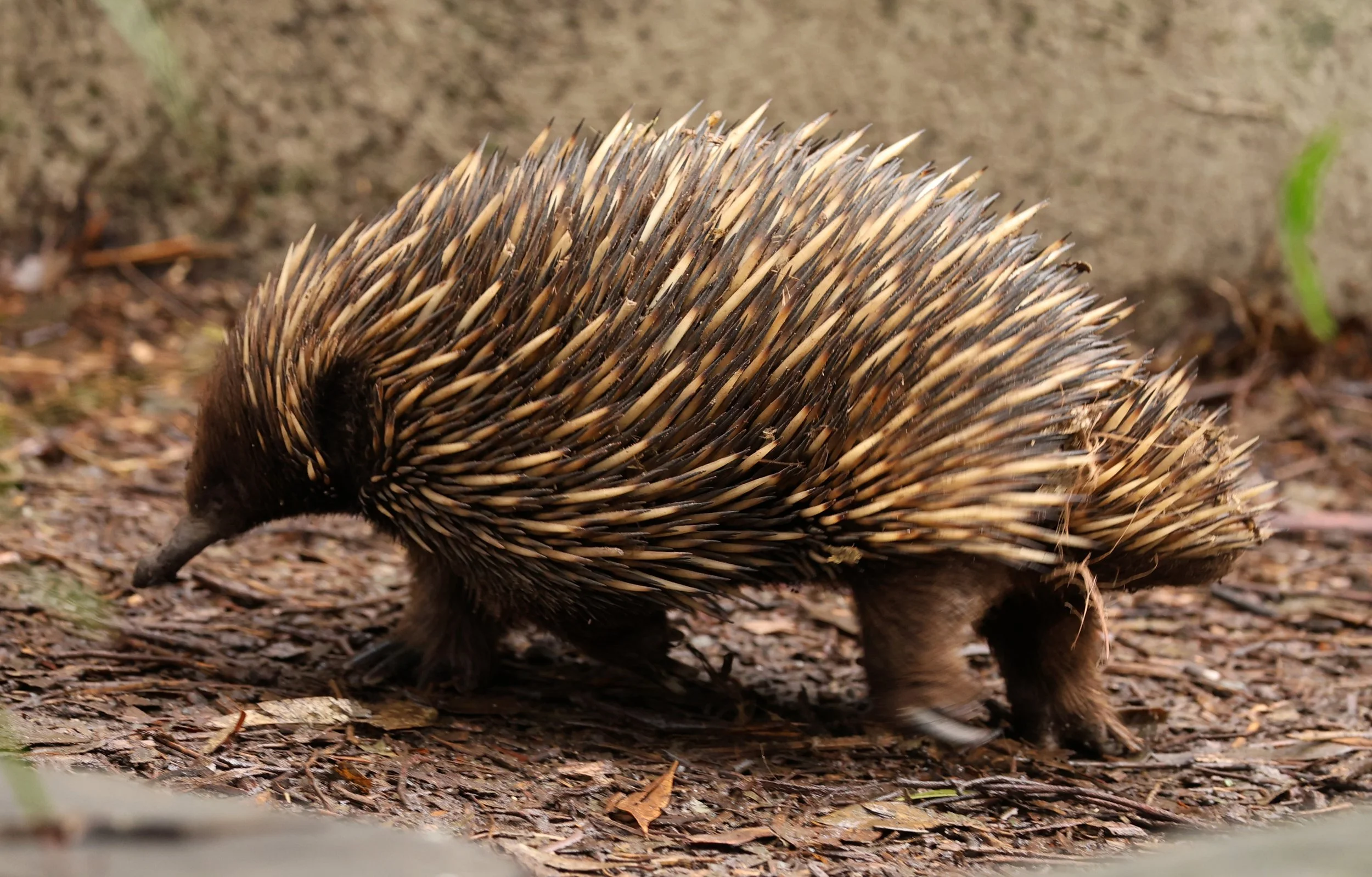 Western Short-beaked Echidna (Tachyglossus aculeatus acanthion) Cleland National Park - South Australia