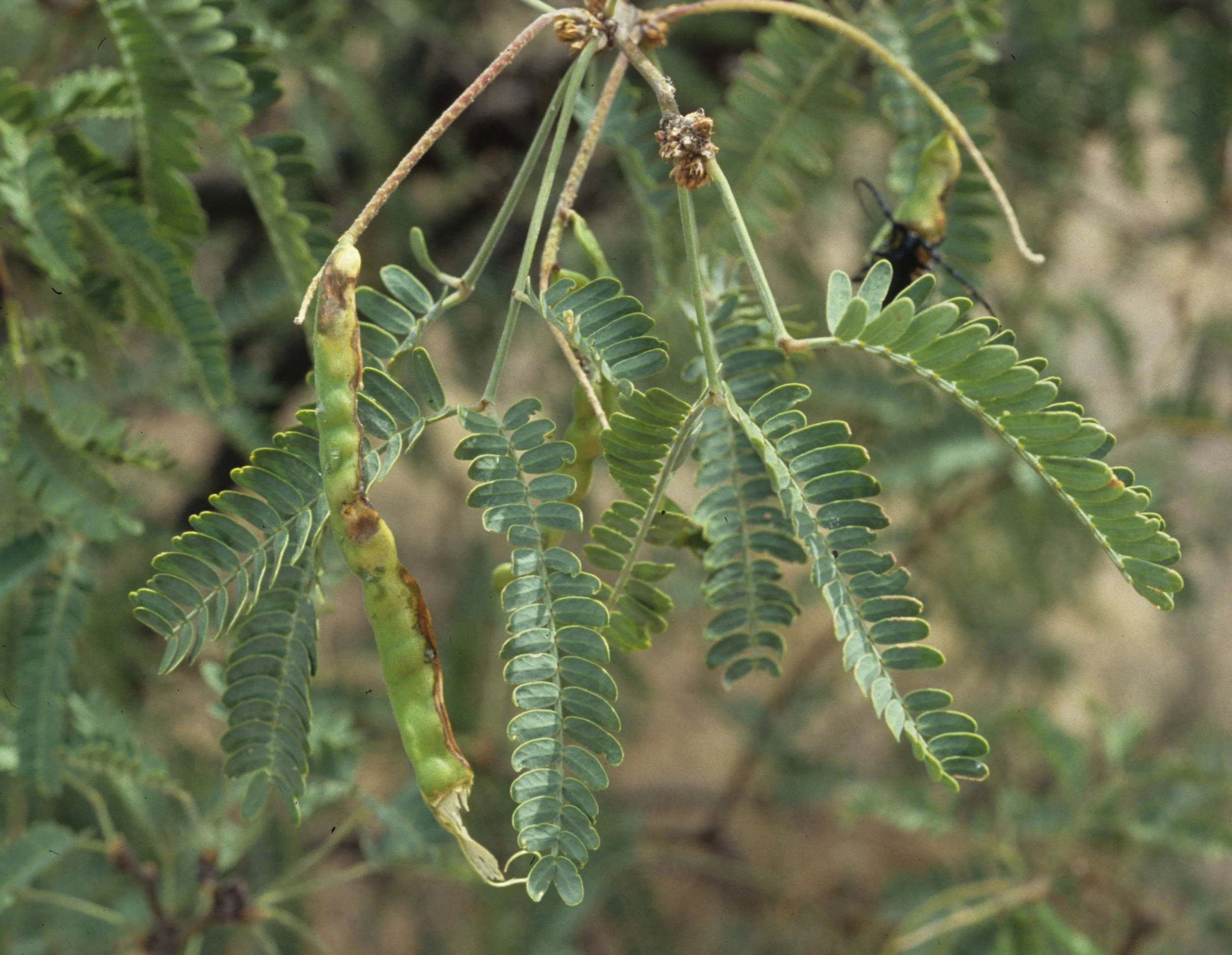 ARIZONA - MADERA CANYON - PROSOPIS JULIFLORA - MESQUITE.jpg