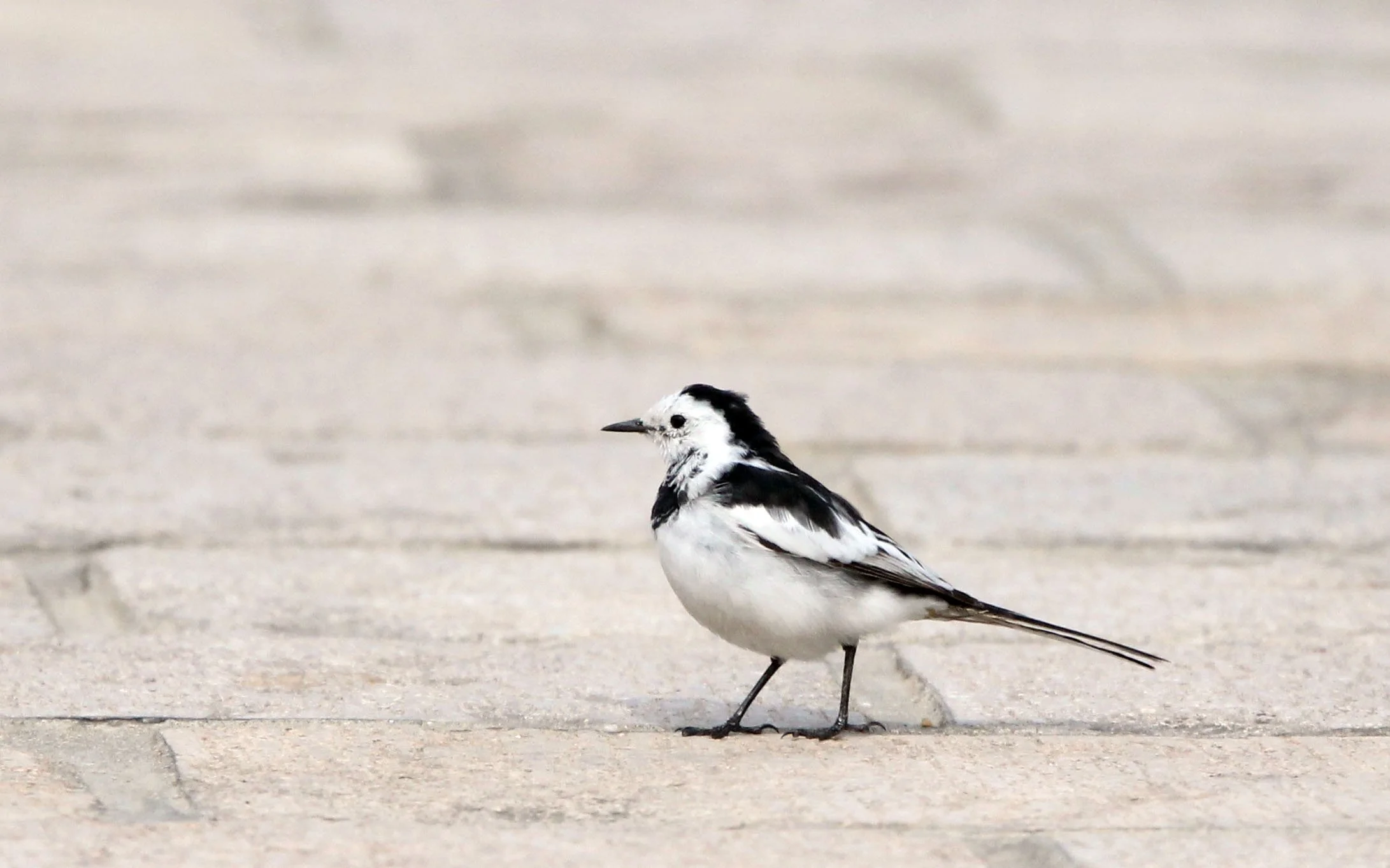 WHITE WAGTAIL - BINJIANG FOREST PARK SHANGHAI (3).JPG