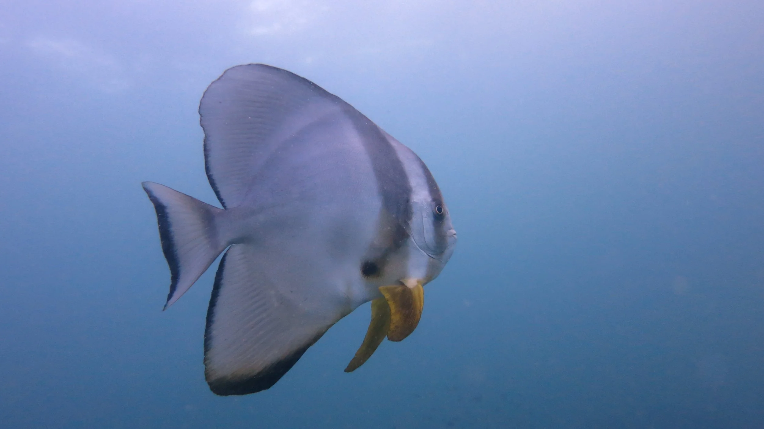 Ephippidae - Platax teira - Batfish - Similans Thailand (3).JPG