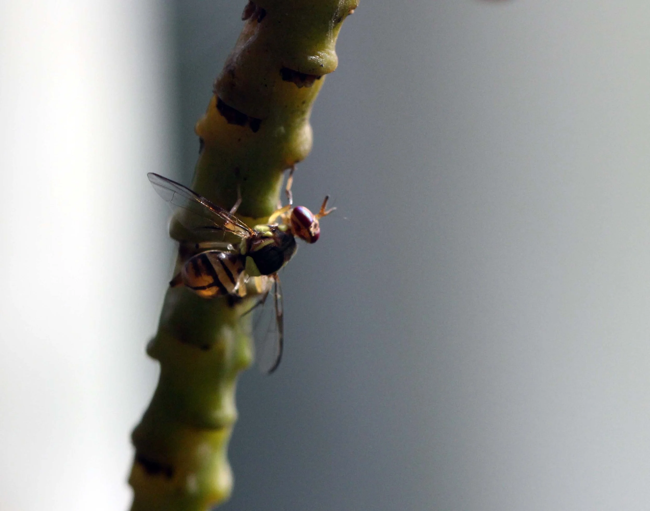 2013 in Nakhonsithammarat and some Krabi with Family (49).JPG