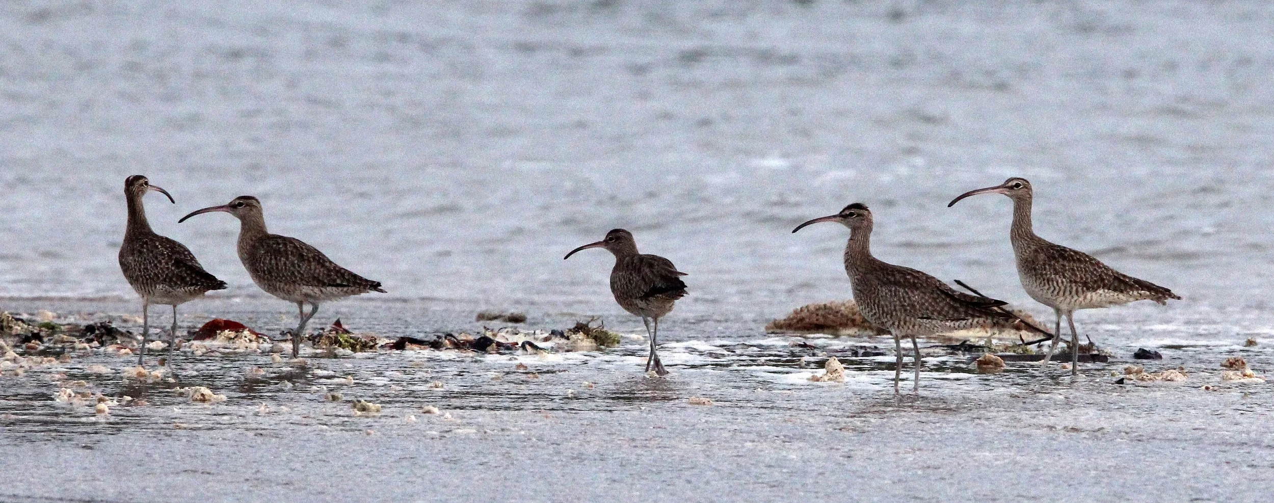BIRD - WHIMBREL - TANGKOKO NATIONAL PARK SULAWESI INDONESIA (9).JPG