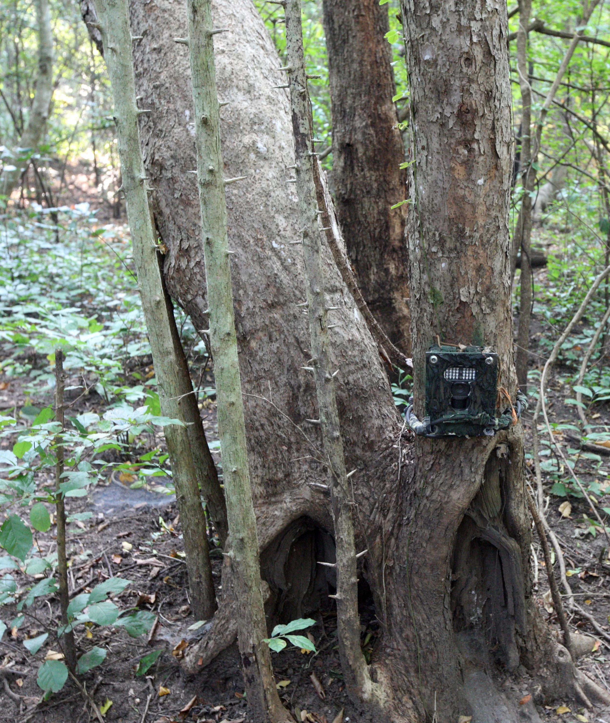 HUAI KHA KHAENG NATURE RESERVE - HEADQUARTERS - THAILAND (161).JPG