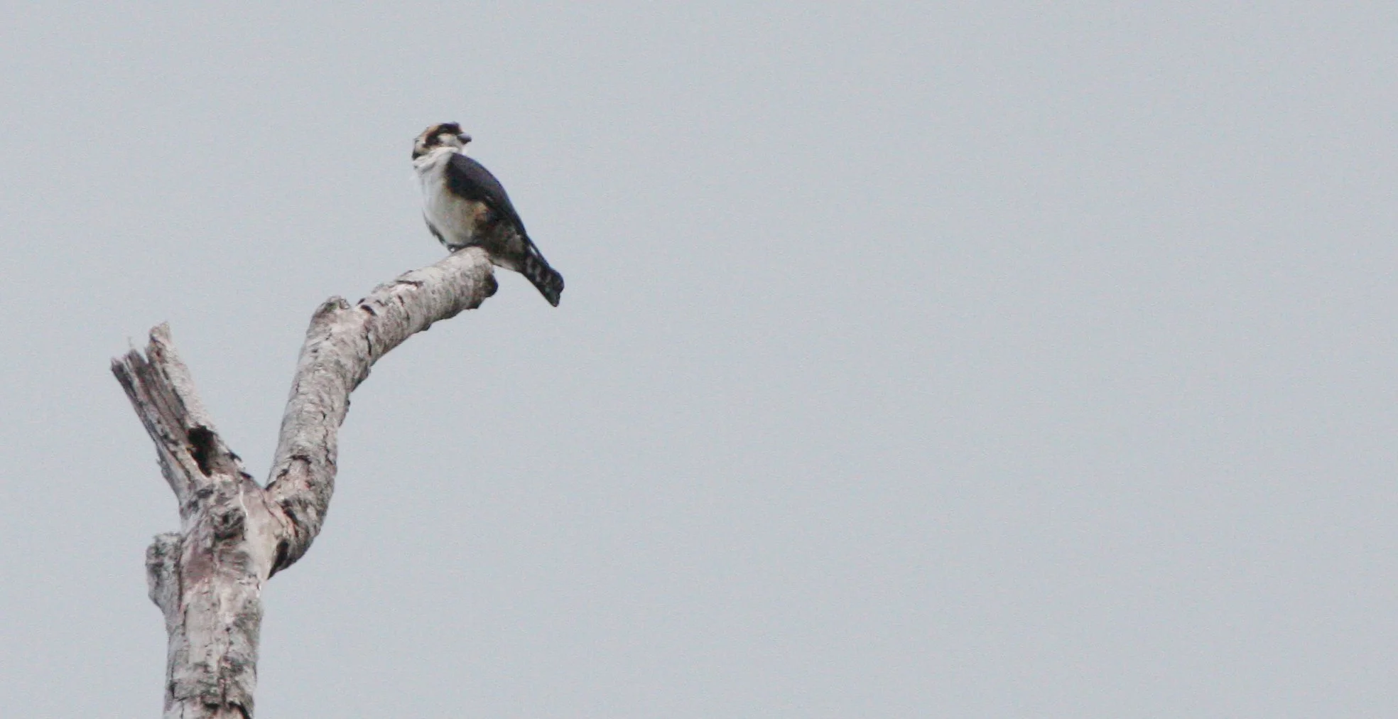 Microhierax caerulescens - COLLARED FALCONET - KAENG KRACHAN NP THAILAND (11).JPG