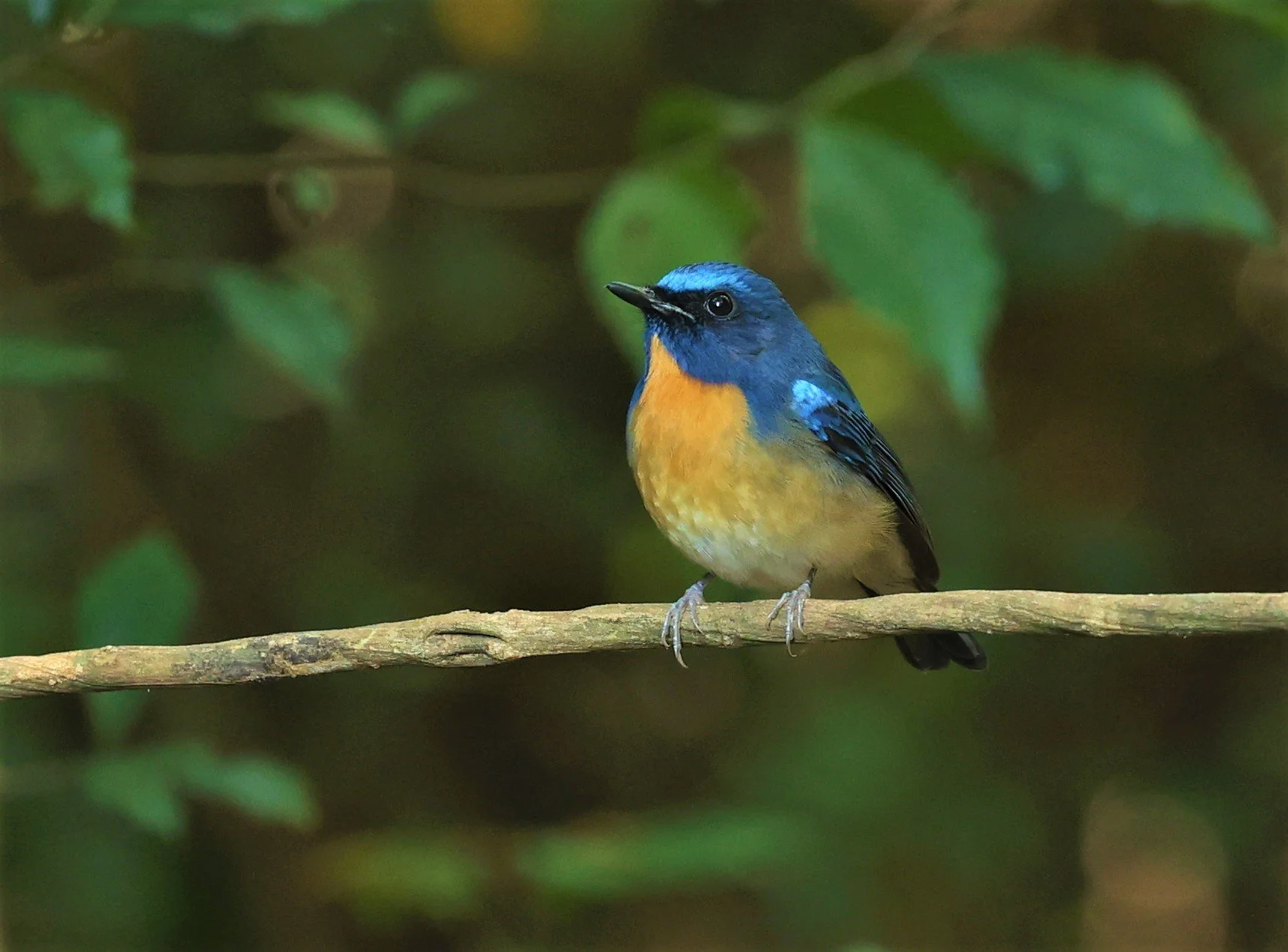 FLYCATCHER - CHINESE BLUE FLYCATCHER - Cyornis glaucicomans - PETCHABURI PROVINCE - NUY HIDE NEAR KAENG KRACHAN JAN 2022 (24).jpg