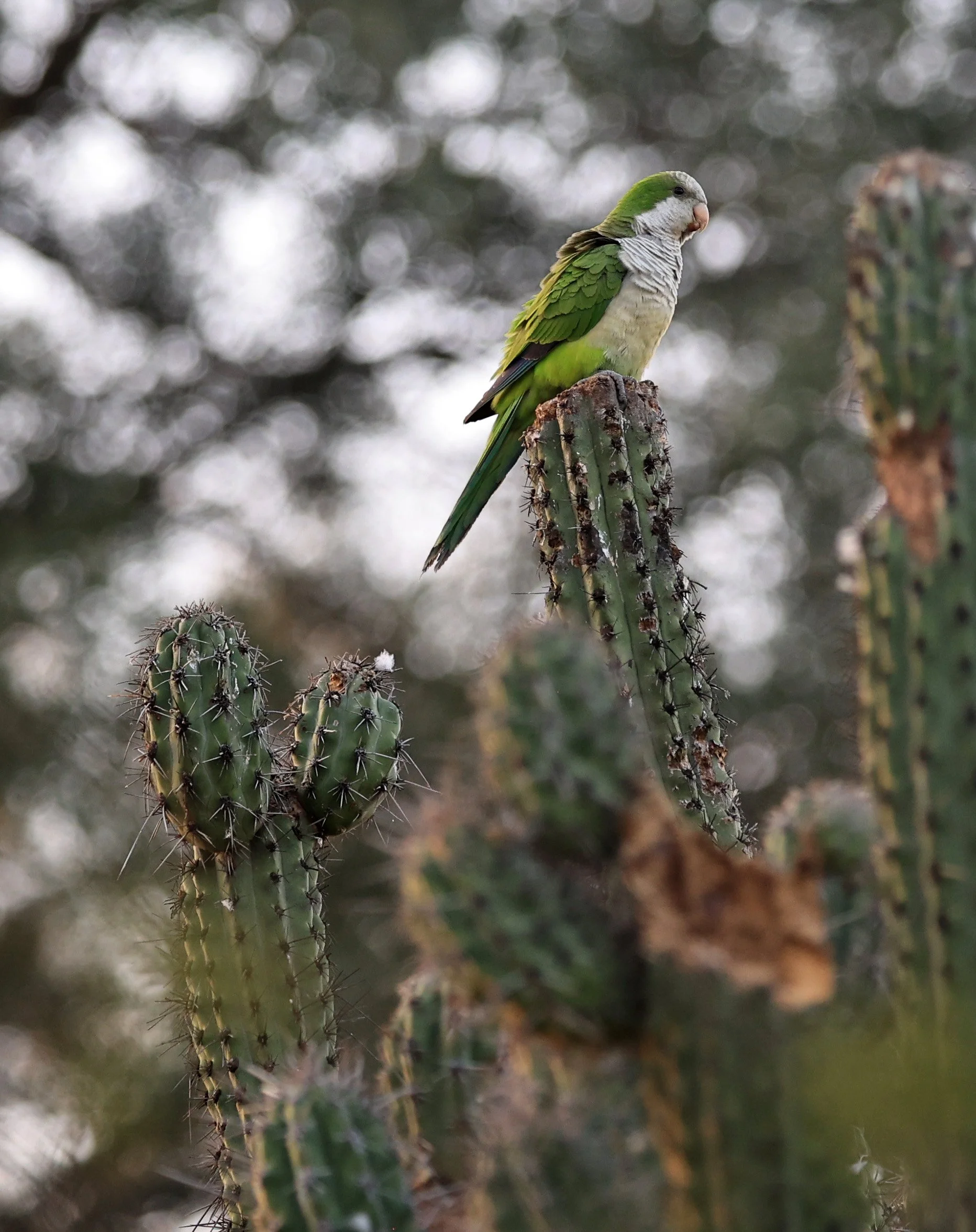 Monk Parakeet (Myiopsitta monachus) Fortin Toledo Paraguay  (8).jpg