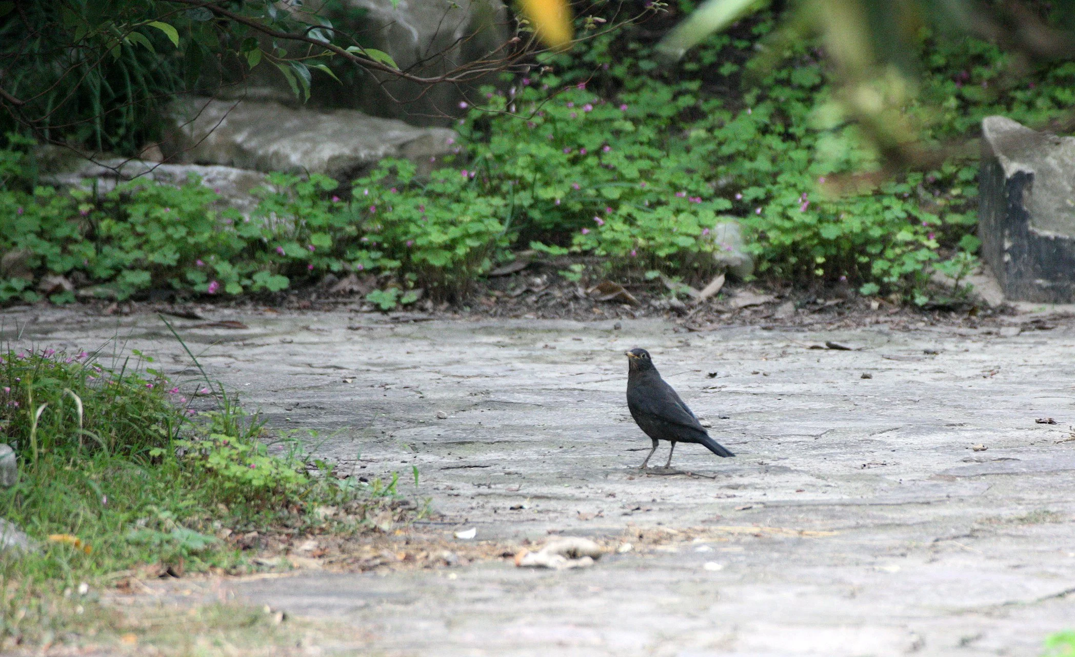 Eurasian Blackbird (Turdus merula) Shanghai Zoo and Botanical Gardens (2).JPG