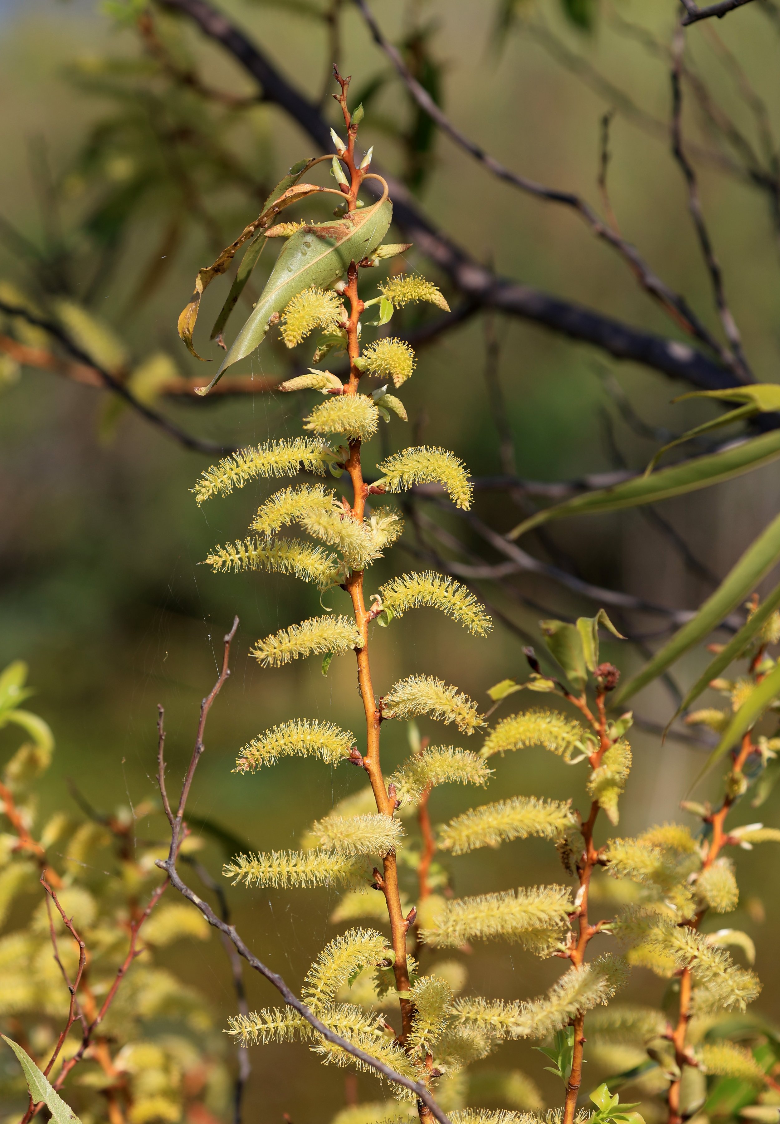 Nong Han Lake & Wetland - Sakon Nakhon Province (76).jpg