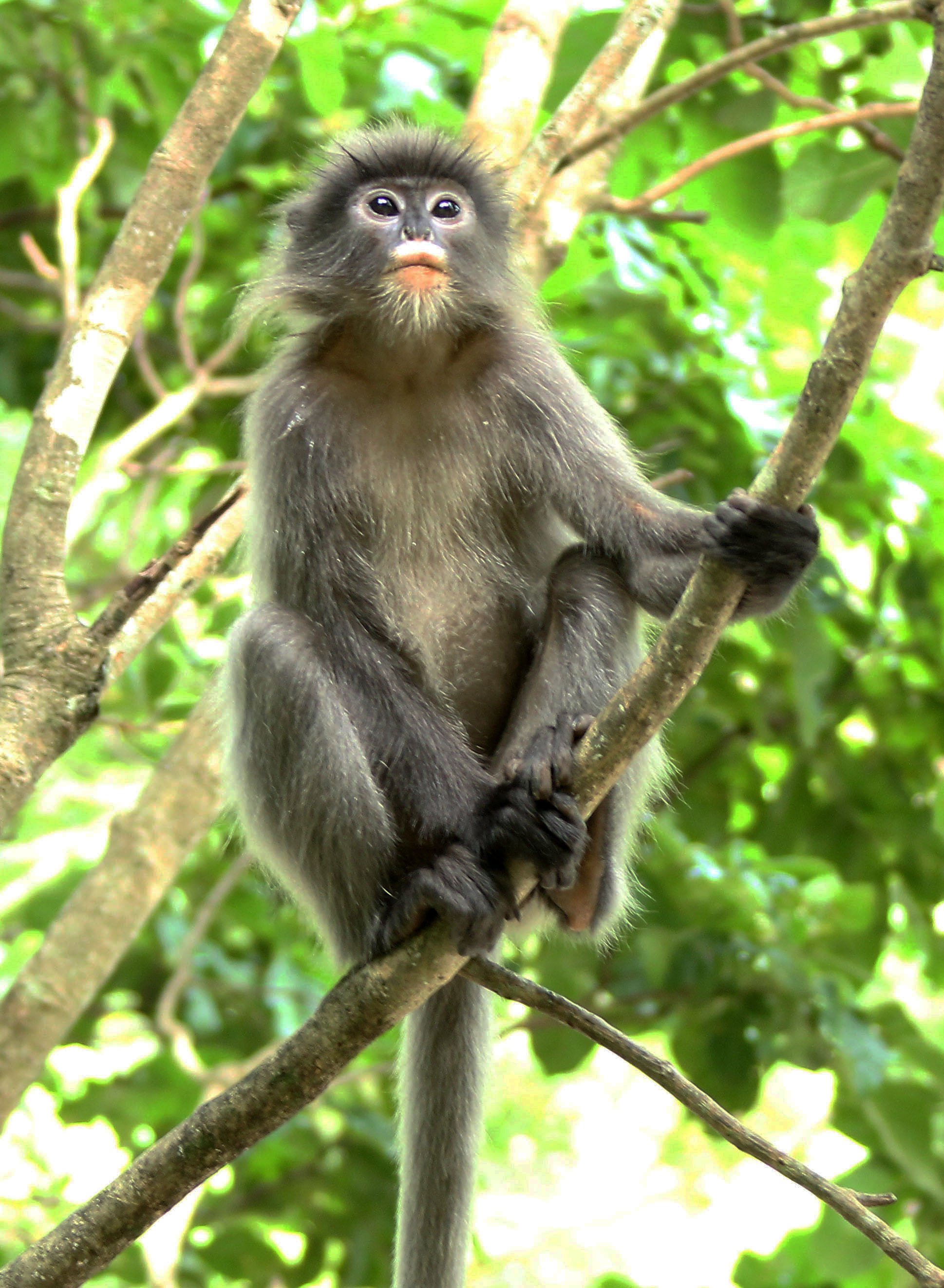 CERCOPITHECIDAE - Trachypithecus crepusculus - INDOCHINESE GRAY LANGUR - PHI THA KHON TEMPLE LOEI (26).JPG