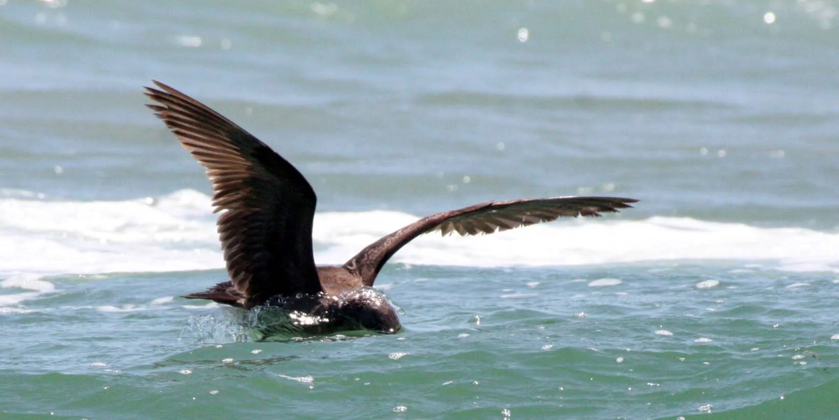 BIRD - GULL - HEERMAN'S GULL - SAN IGNACIO LAGOON BAJA MEXICO (5).JPG