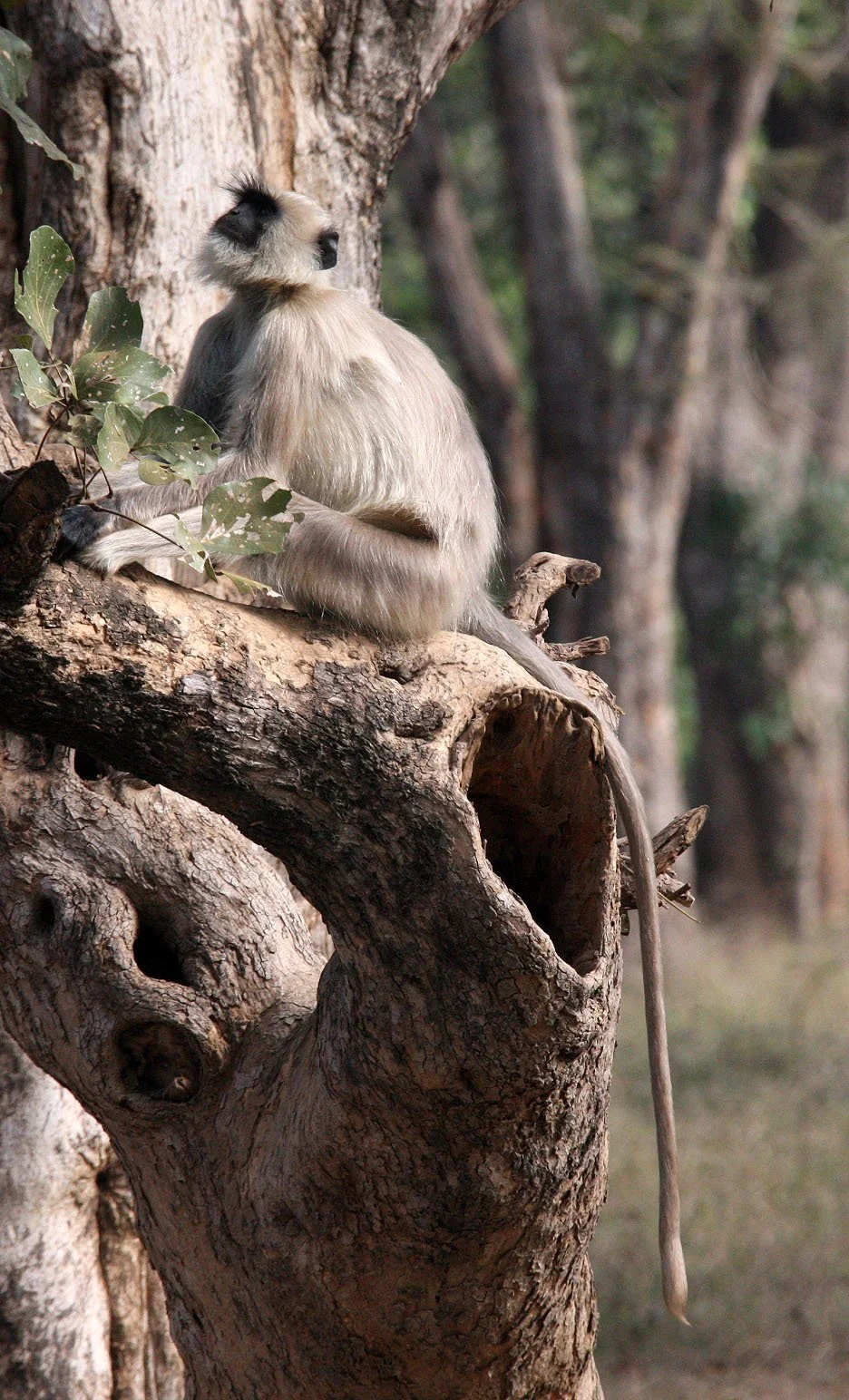 CERCOPITHECIDAE - Semnopithecus entellus - BENGAL SACRED (HANUMAN NORTHERN PLAINS GREY) LANGUR - BANDHAVGAR NATIONAL PARK MADHYA PRADESH INDIA (40).JPG