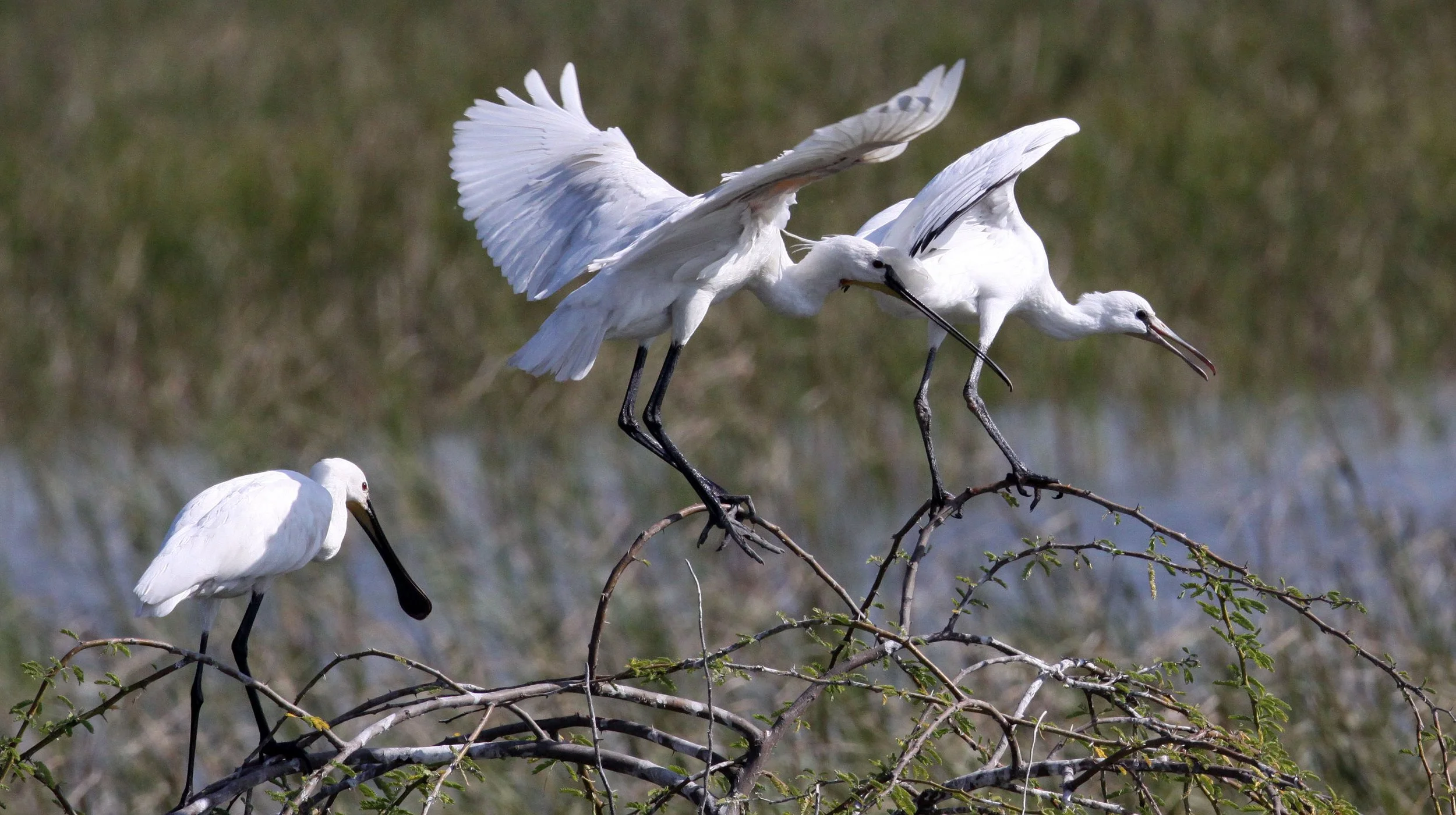 SPOONBILL - EURASIAN SPOONBILL - Platalea leucorodia - LITTLE RANN OF KUTCH GUJARAT INDIA (37).JPG