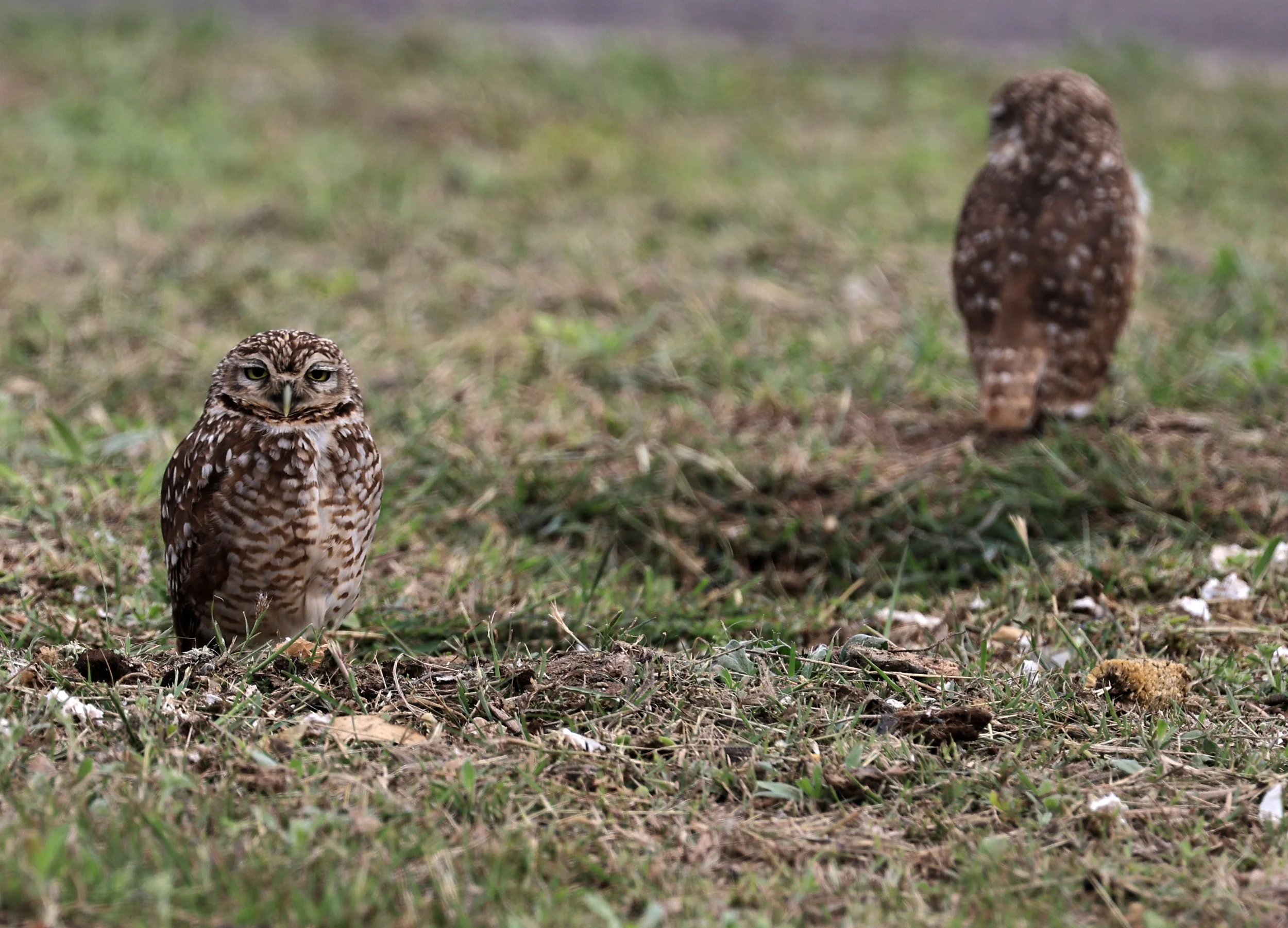 Burrowing Owl (Athene cunicularia) Aurora Chaquena near Neuland Mennonite Colony Paraguay (13).jpg