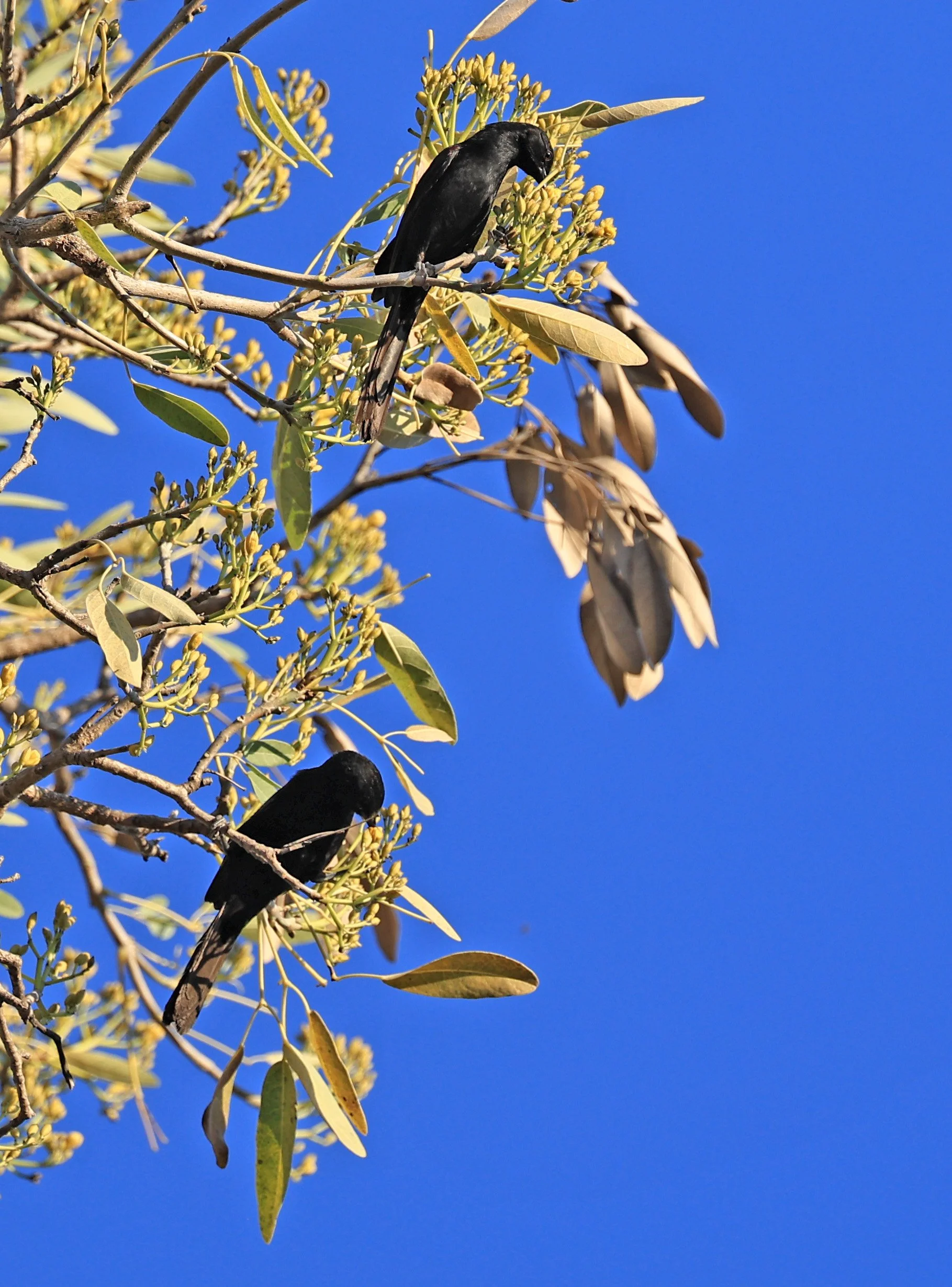 Variable Oriole (Icterus pyrrhopterus) Estancia Campo'í Paraguay (62).jpg