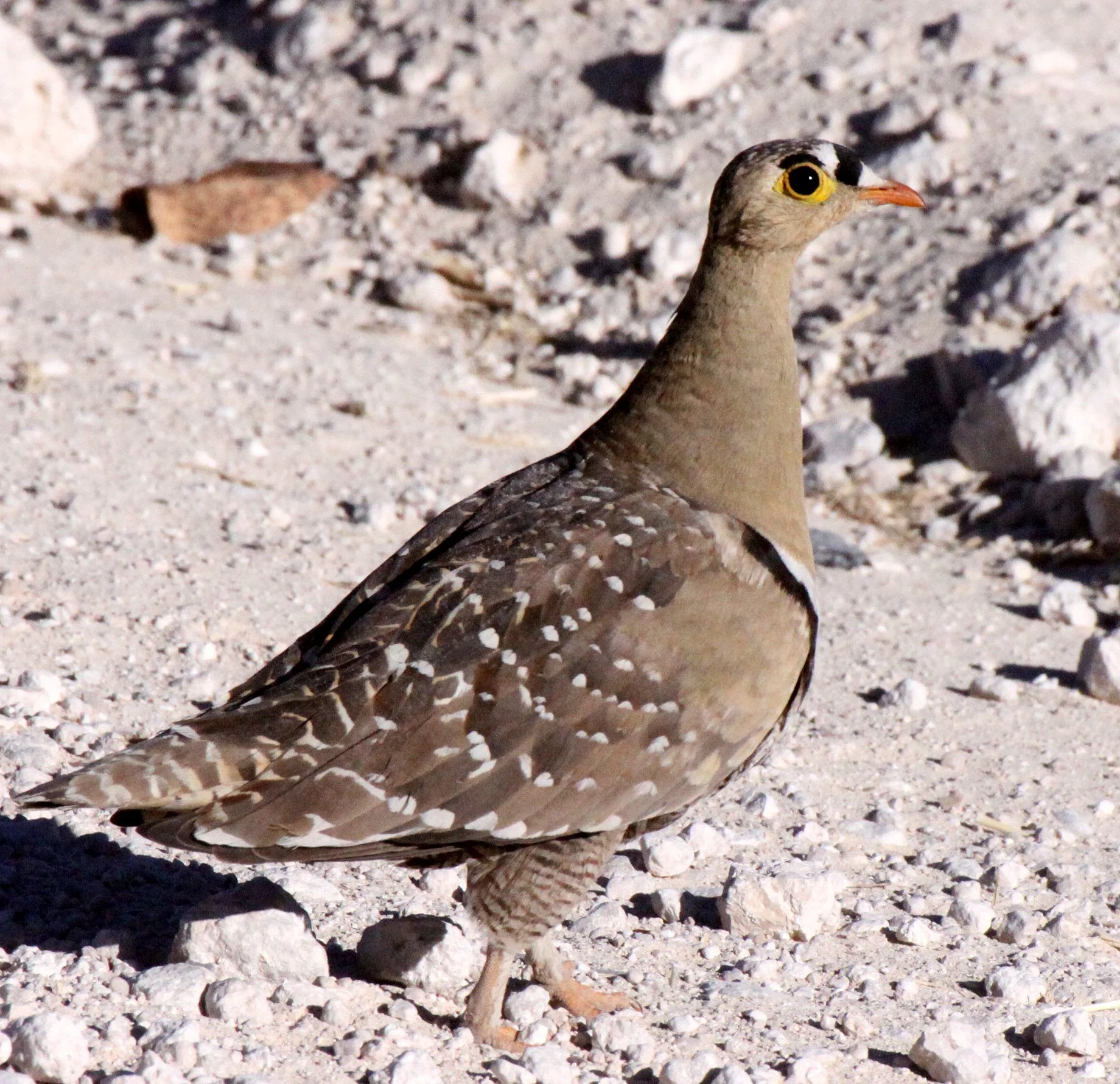 Double-banded Sandgrouse (Pterocles bicinctus) Etosha NP Namibia (4).JPG