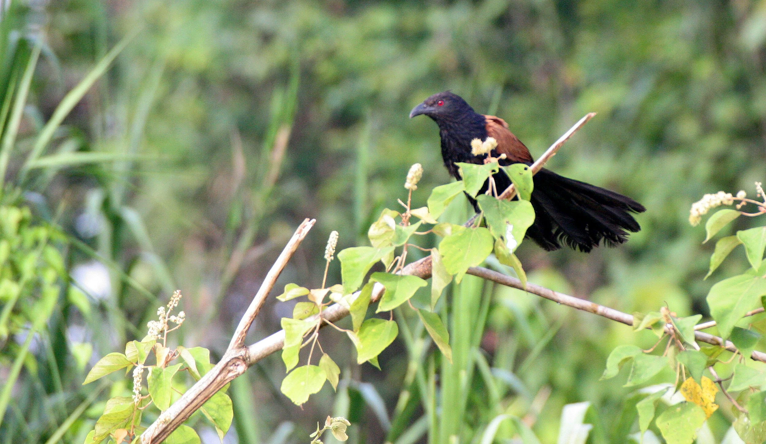 Greater Coucal (Centropus sinensis) Kinabatangan River Borneo (10).JPG