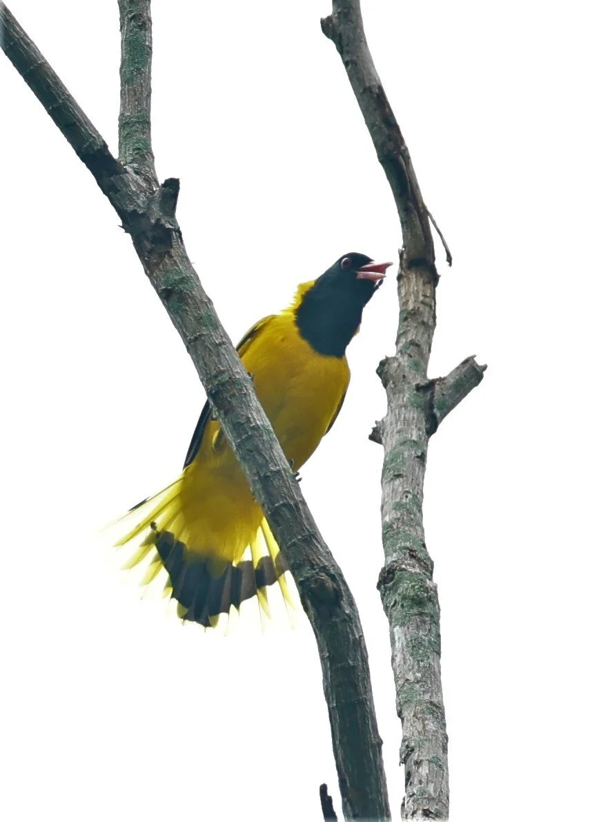 Black-hooded Oriole (Oriolus xanthornus) Baan Maka Nature Resort Petchaburi Thailand (5).jpg