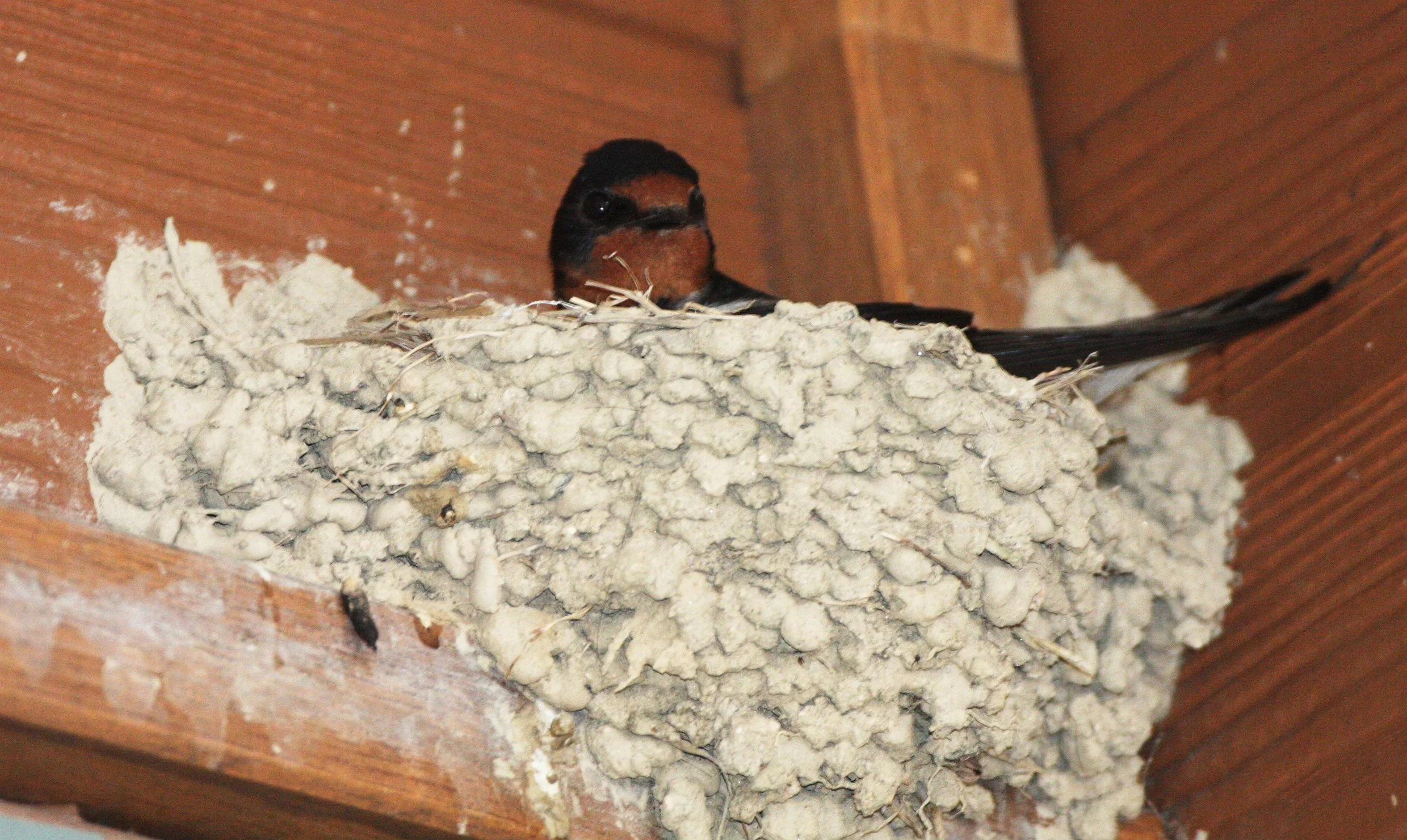 Barn Swallow (Hirundo rustica) Miyajima Japan (2).JPG