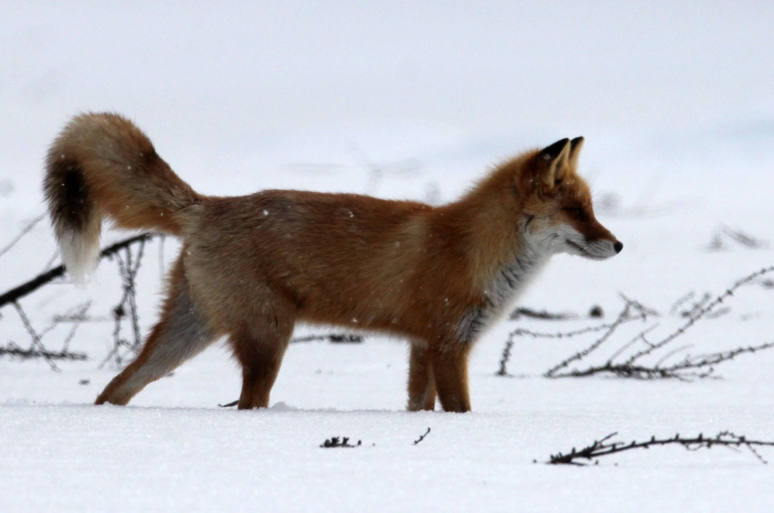 FOX - Vulpes vulpes schrencki - HOKKAIDO RED FOX - TSURUI HOKKAIDO (99).JPG