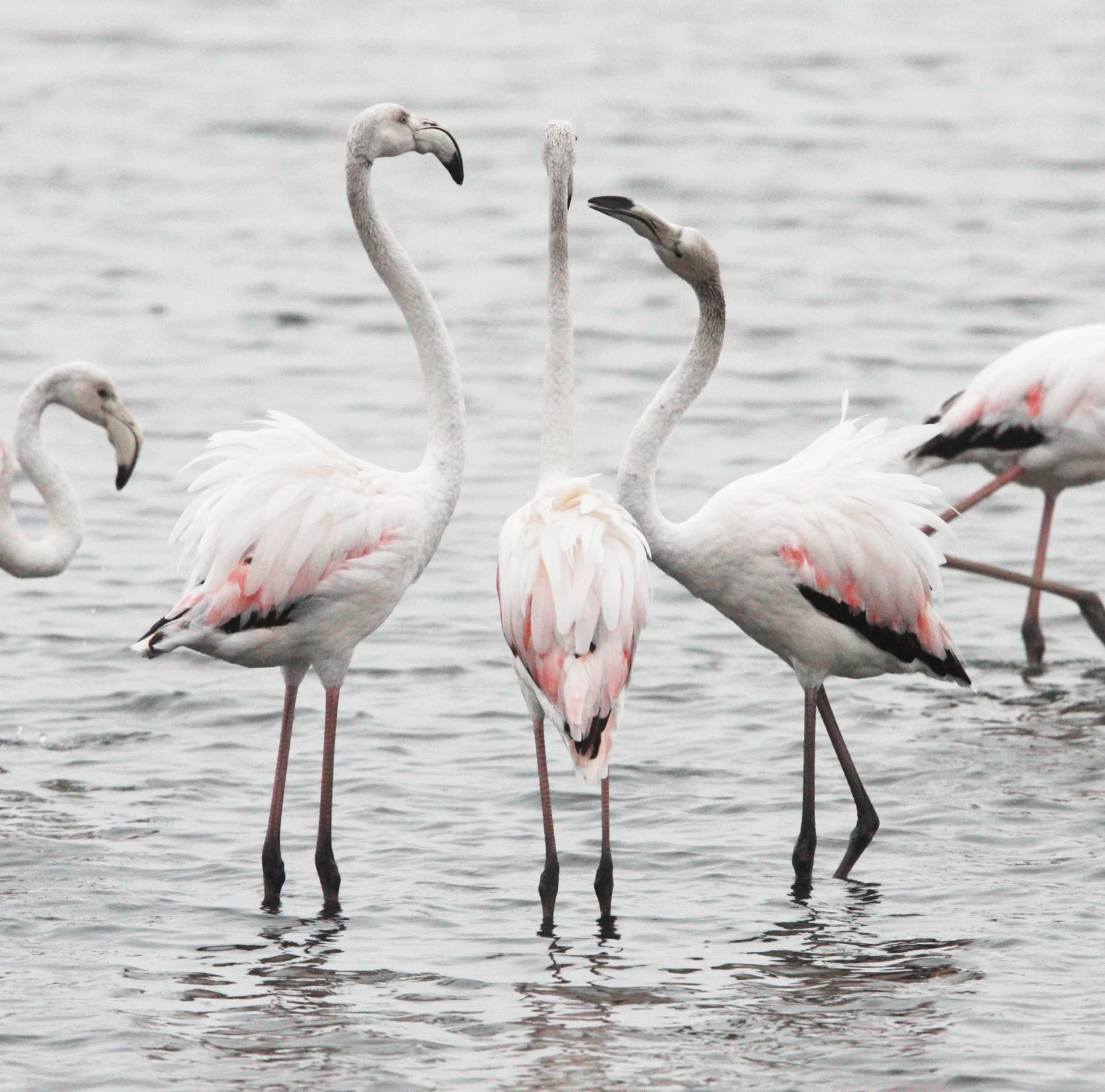Phoenicopterus roseus - Greater Flamingo - Walvis Bay Namibia (31).JPG