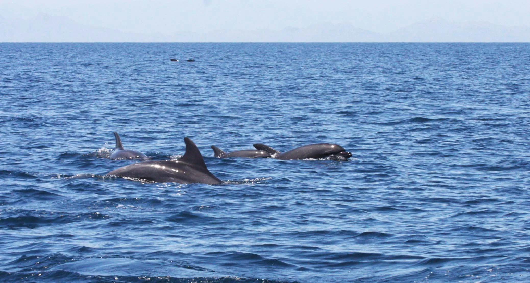 Tursiops truncatus - COMMON BOTTLENOSE DOLPHINS - ISLA CATALINA BAJA MEXICO - BAHIA LORETO (27).JPG