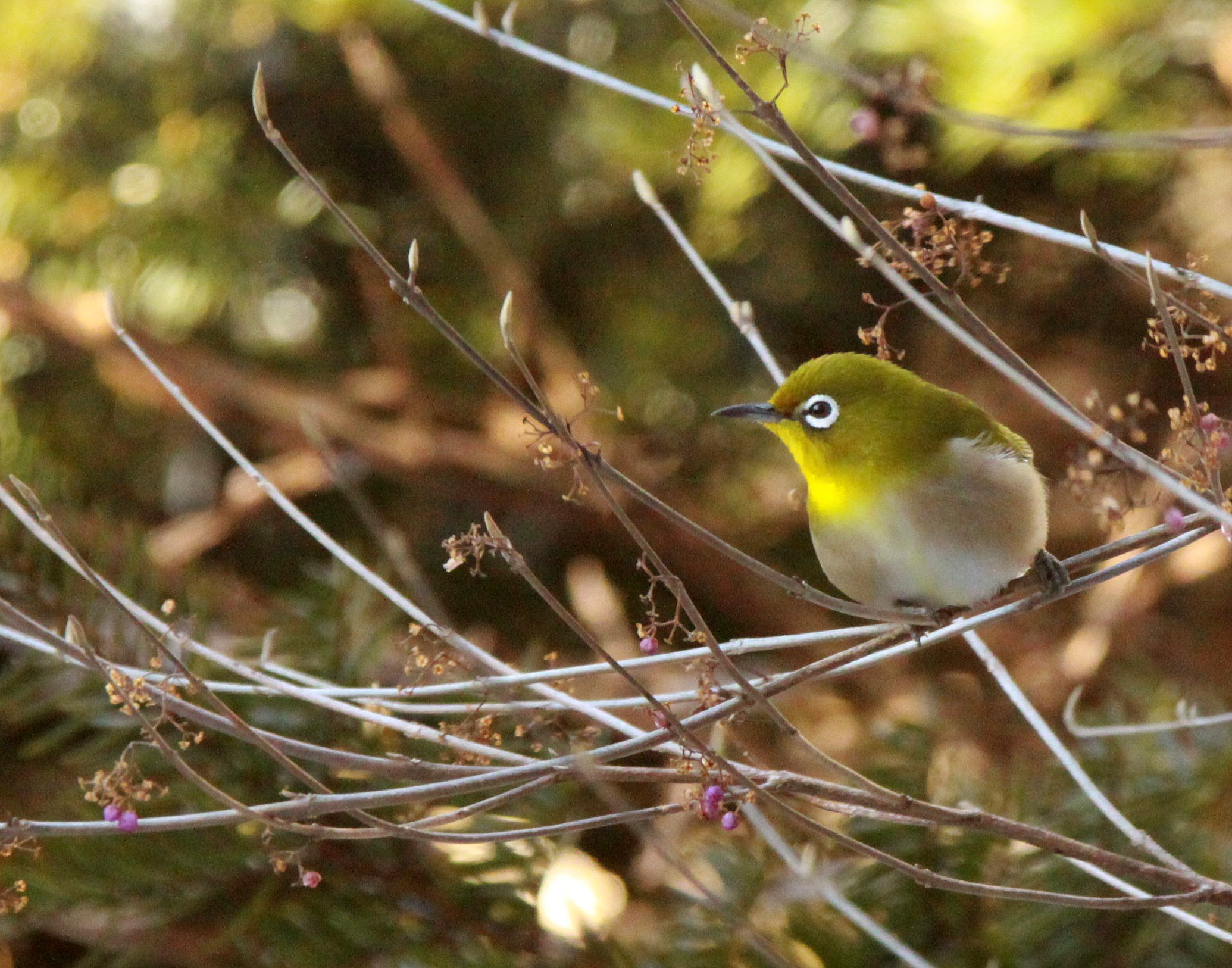 BIRD - WHITE-EYE - JAPANESE WHITE-EYE - SHIOBUTSU ONSEN KARUIZAWA JAPAN (33).JPG