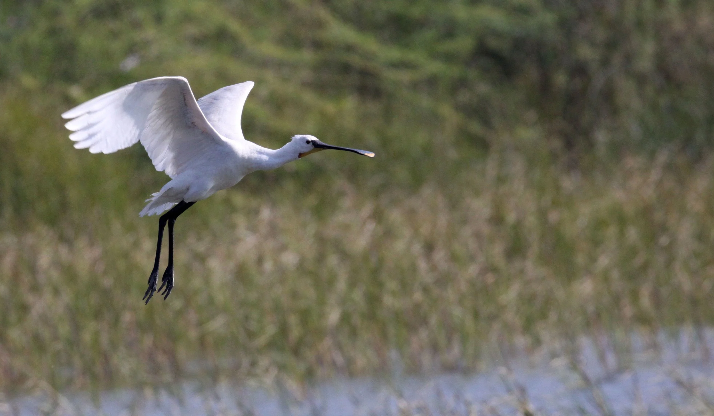 SPOONBILL - EURASIAN SPOONBILL - Platalea leucorodia - LITTLE RANN OF KUTCH GUJARAT INDIA (28).JPG