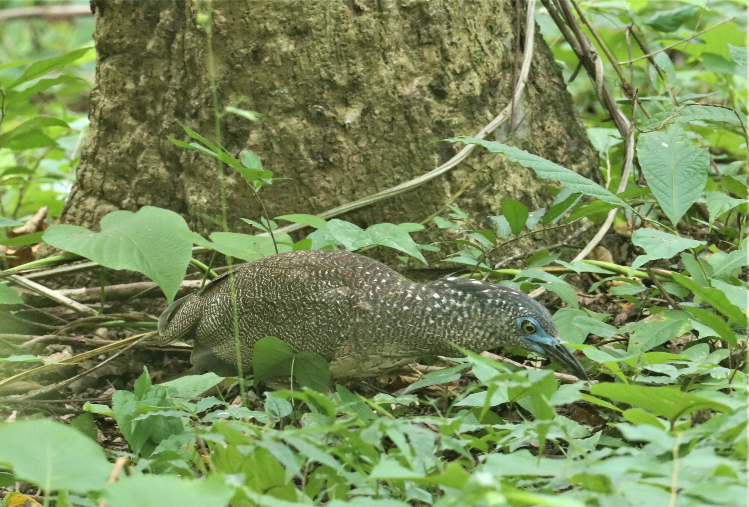 HERON - MALAYSIAN NIGHT HERON - Gorsachius melanolophus - BAAN MAKA RESORT PETBURI (2).jpg