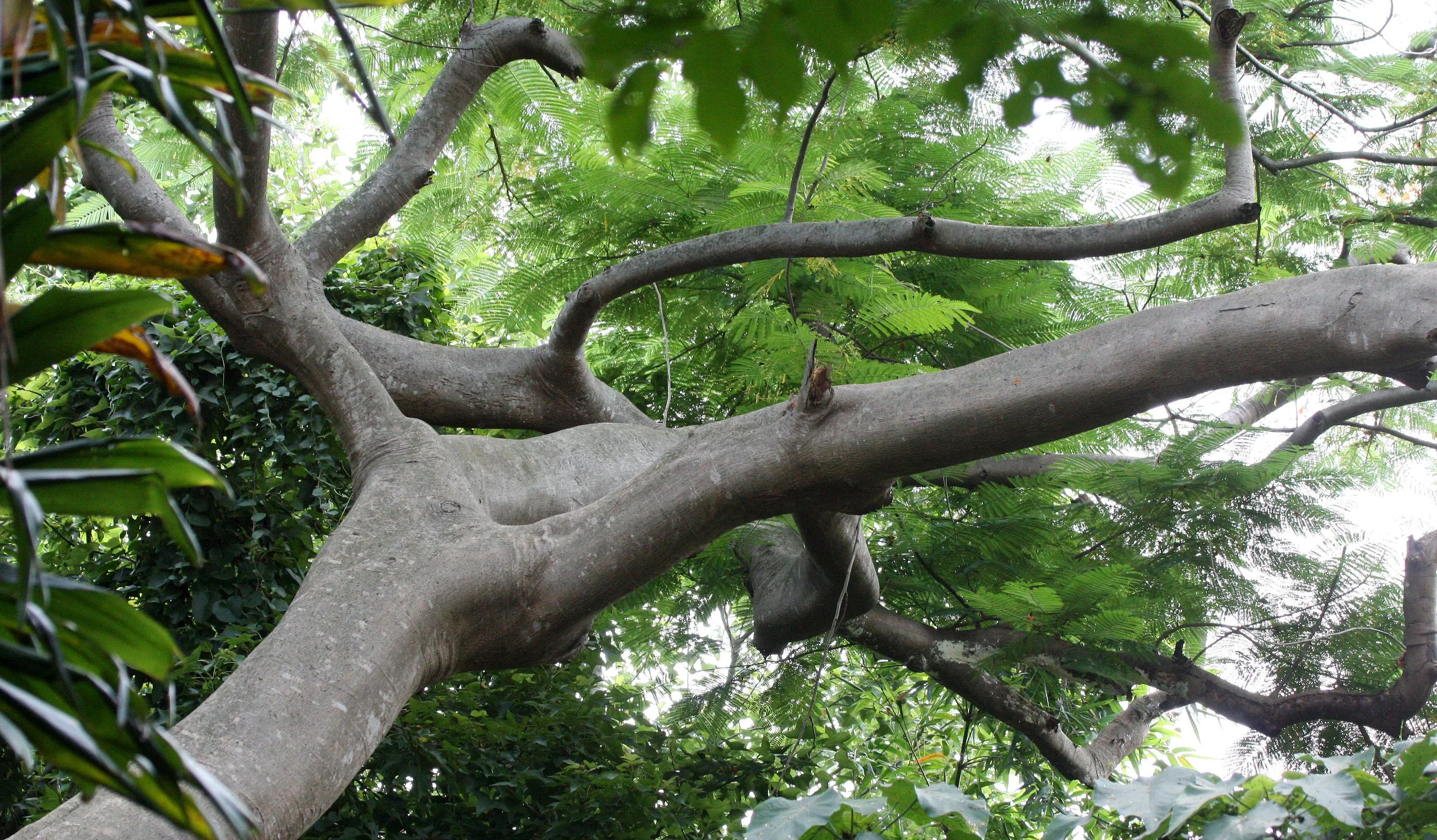 TAIWAN - SUBTROPICAL FOREST - TREE SPECIES A.JPG