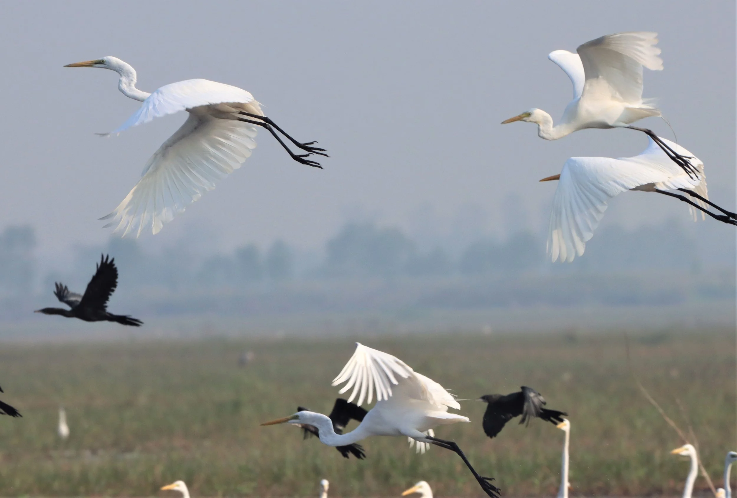 EGRET - INTERMEDIATE EGRET - Mesophoyx intermedia - BUENG BORAPHET THAILAND (10).jpg