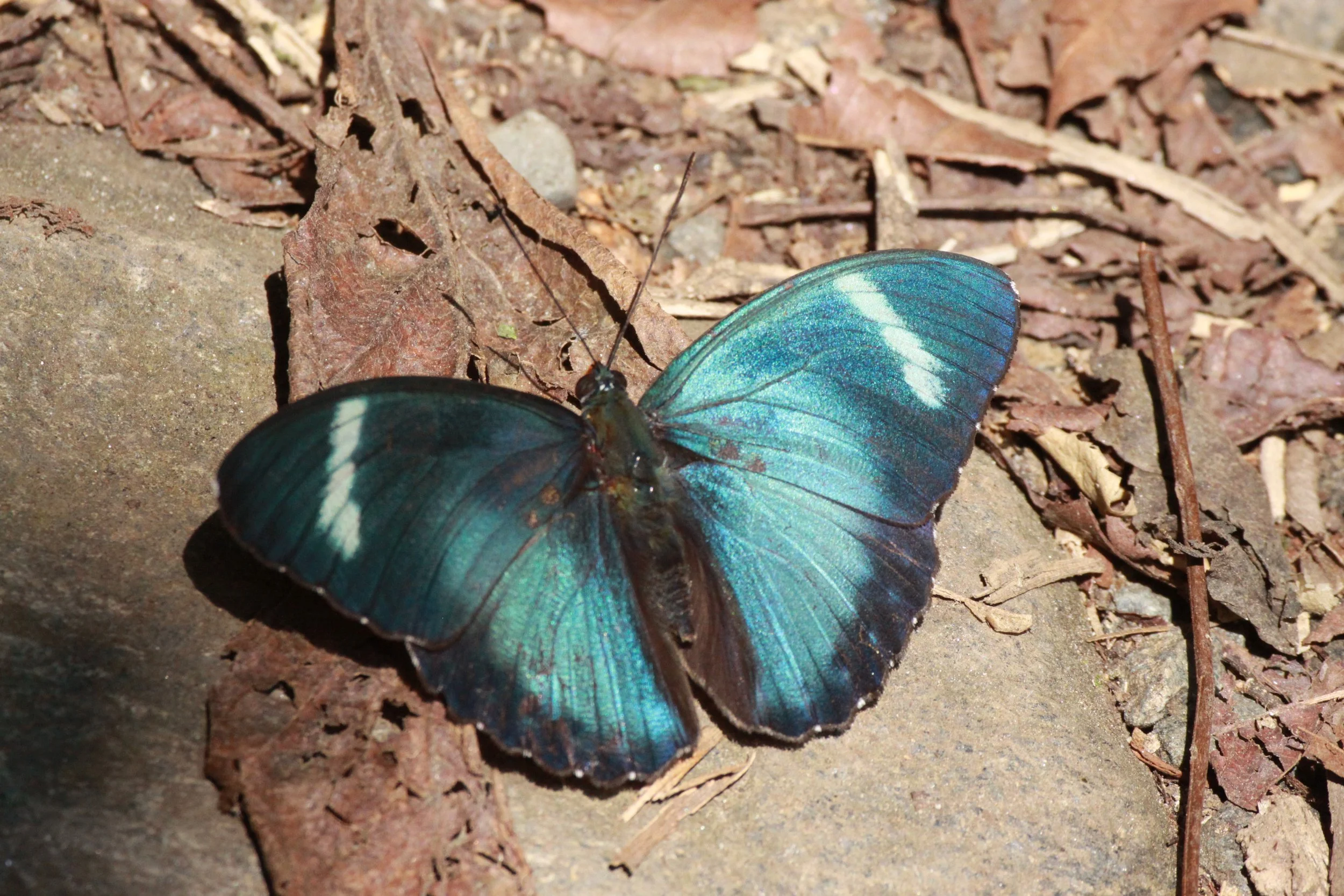 Nymphalidae - Euphaedra species - Rwenzori Mountains, Uganda 