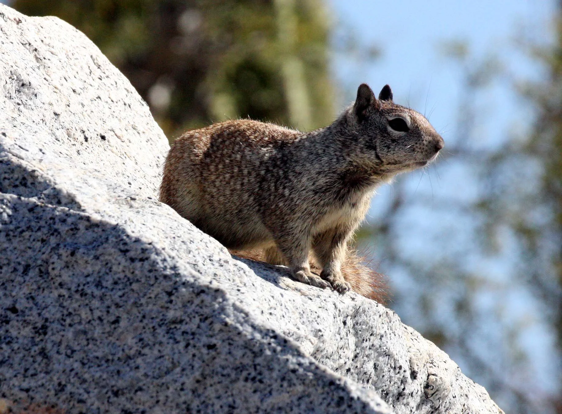 Otospermophilus atricapillus - BAJA CALIFORNIA ROCK SQUIRREL - CATAVINA DESERT BAJA MEXICO (6).JPG