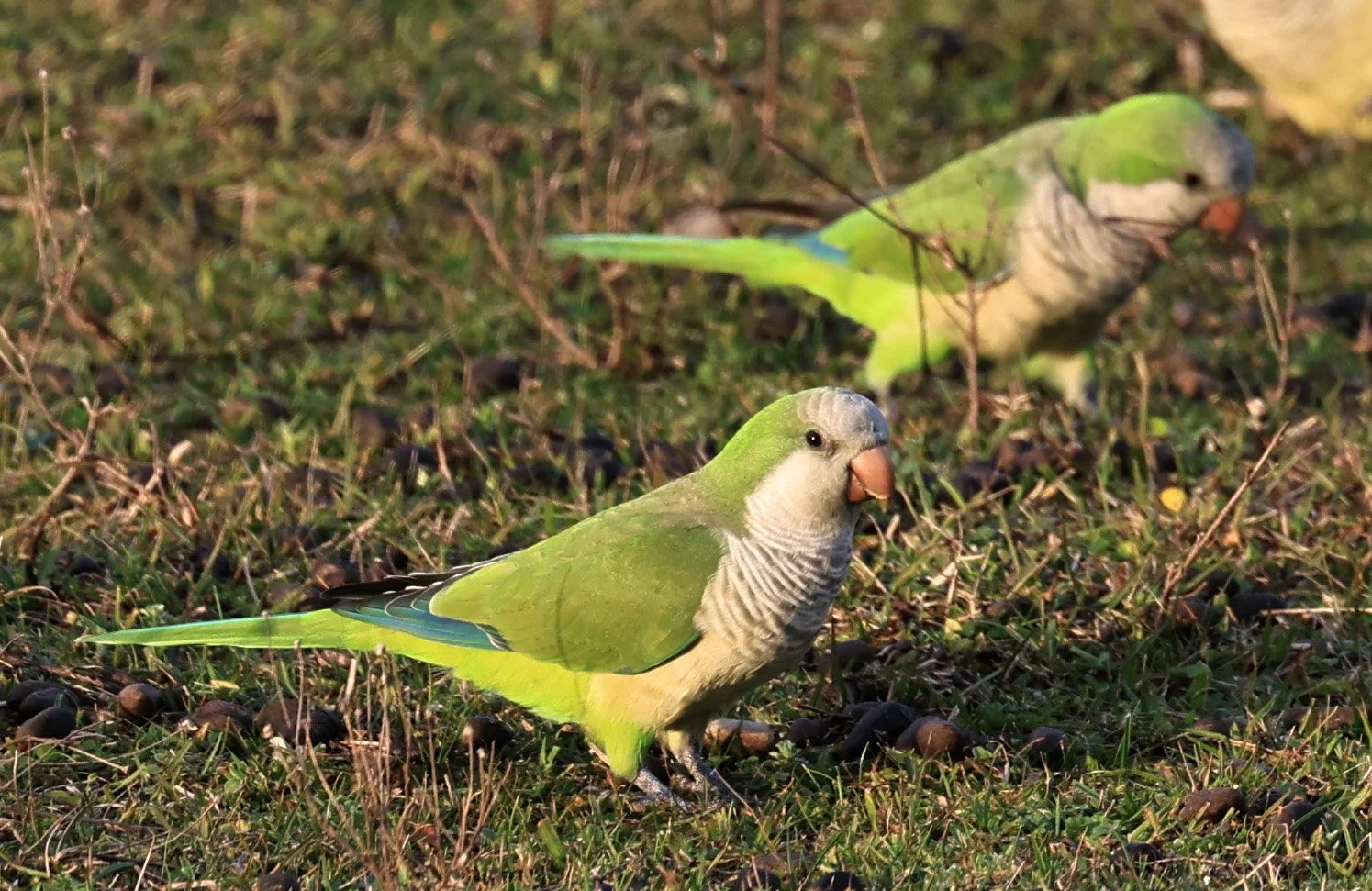 Monk Parakeets (Myiopsitta monachus) El Palmar National Park, Entre Rios, Argentina (10).jpg
