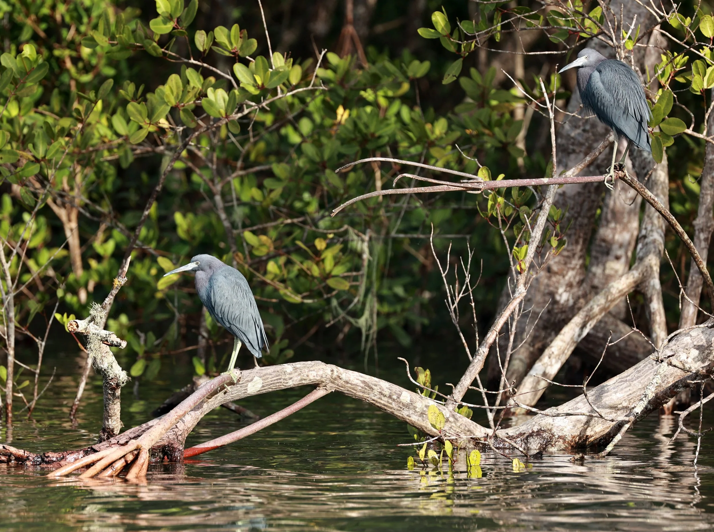Little Blue Heron (Egretta caerulea) Superagüi National Park, Brazil (11).jpg