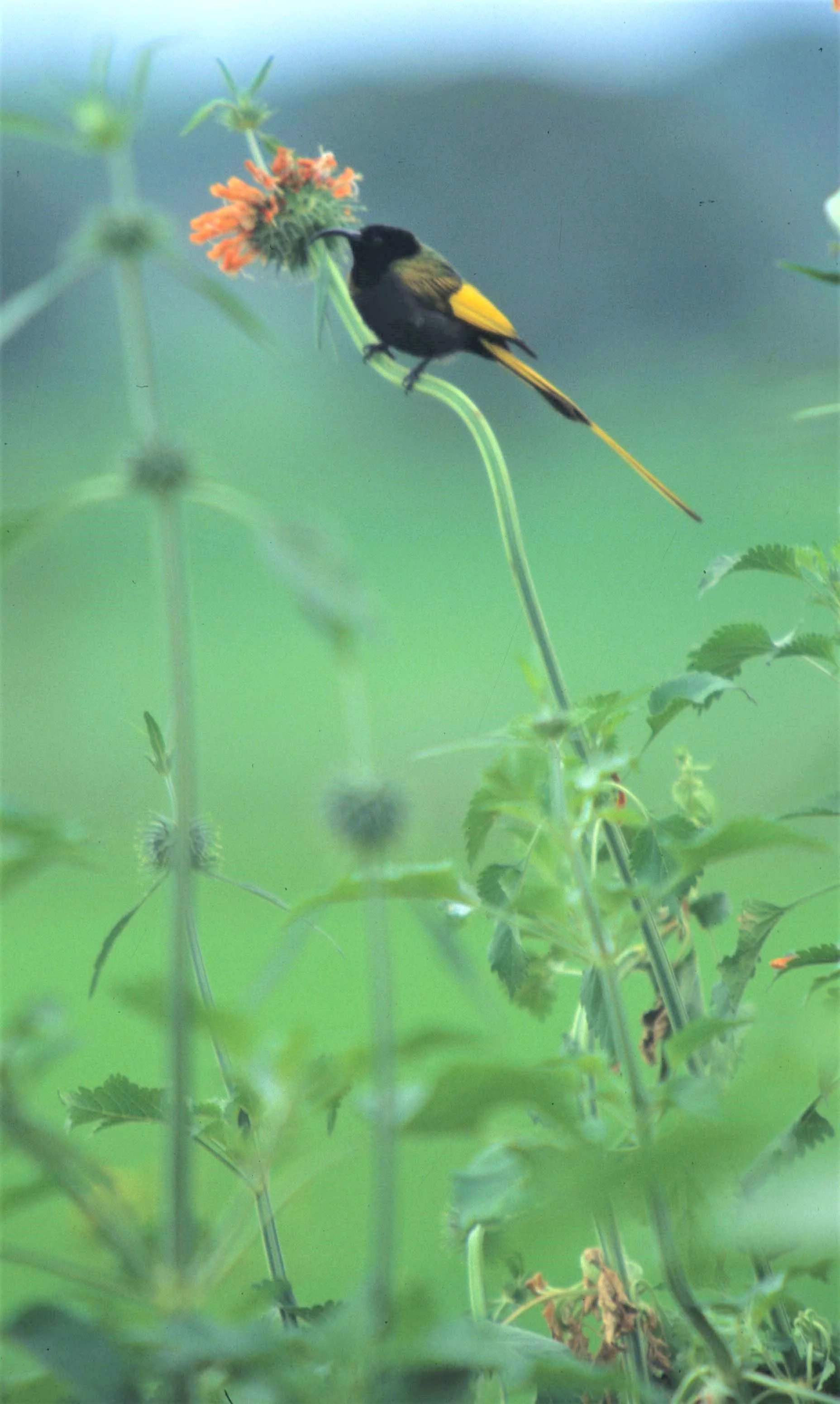 BIRDS - SUNBIRD - GOLDENWINGED - KENYA A.jpg