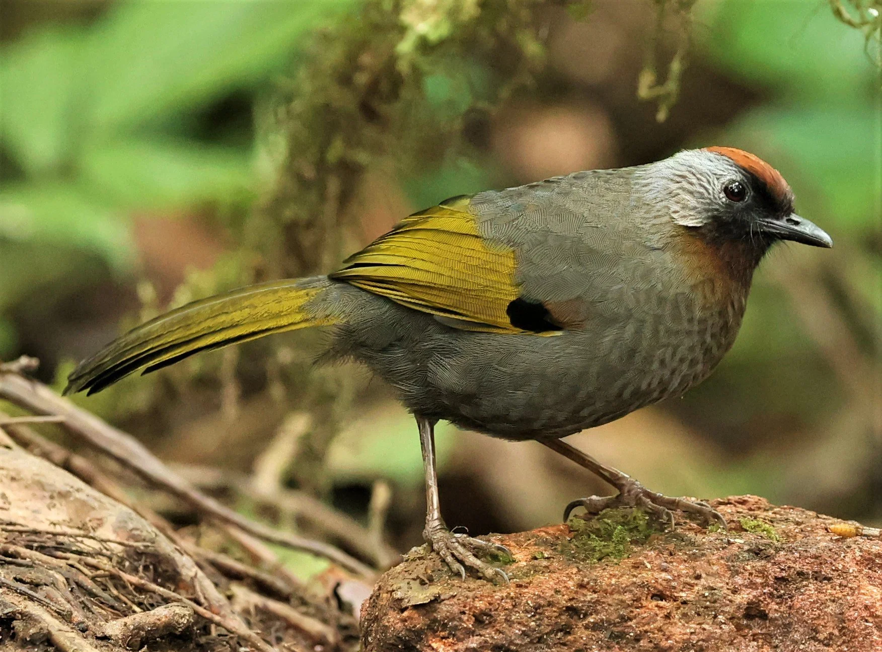 LAUGHINGTHRUSH - SILVER-EARED LAUGHINGTHRUSH - Trochalopteron melanostigma -DOI PHA HOM POK NP DOI LANG EAST FEB 2022 (20).jpg