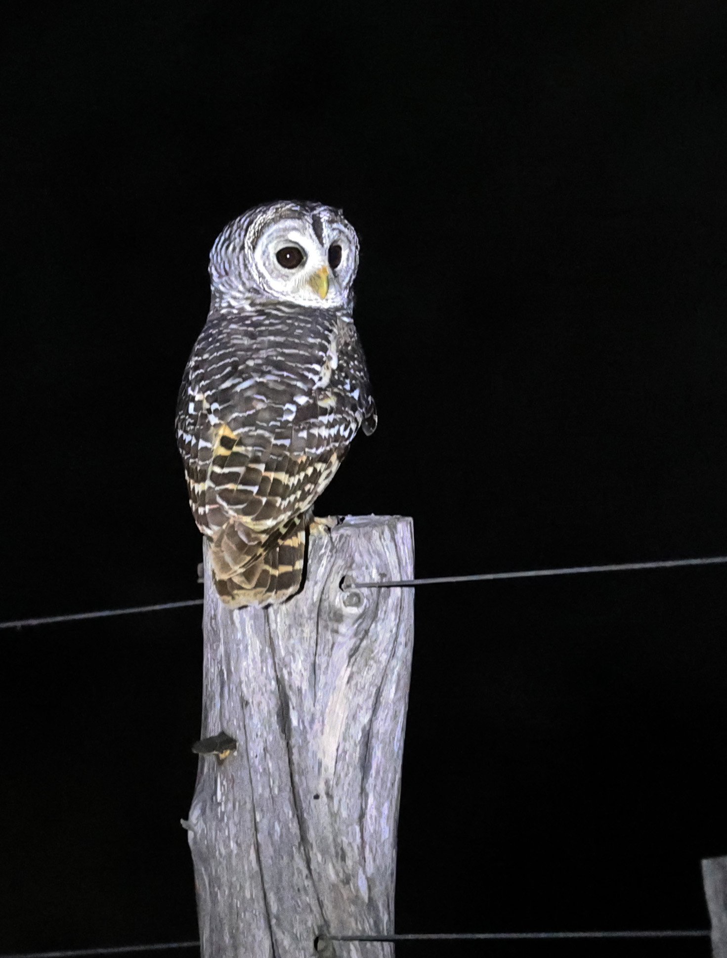 Chaco Owl (Strix chacoensis) Fortin Toledo Paraguay (11).jpg