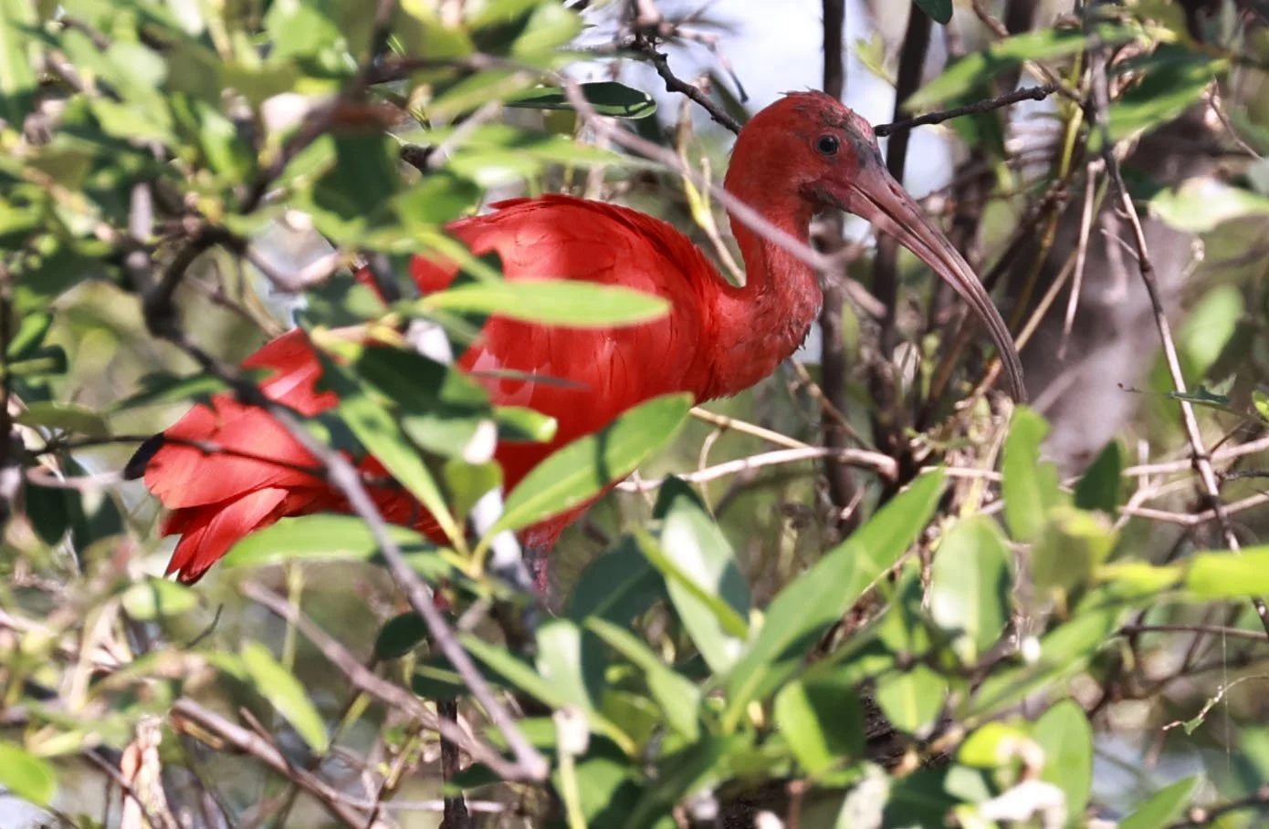 Ibis - Scarlet Ibis - Eudocimus ruber - 29 Songkaow Cafe, Chachoengsao Thailand (12).jpg