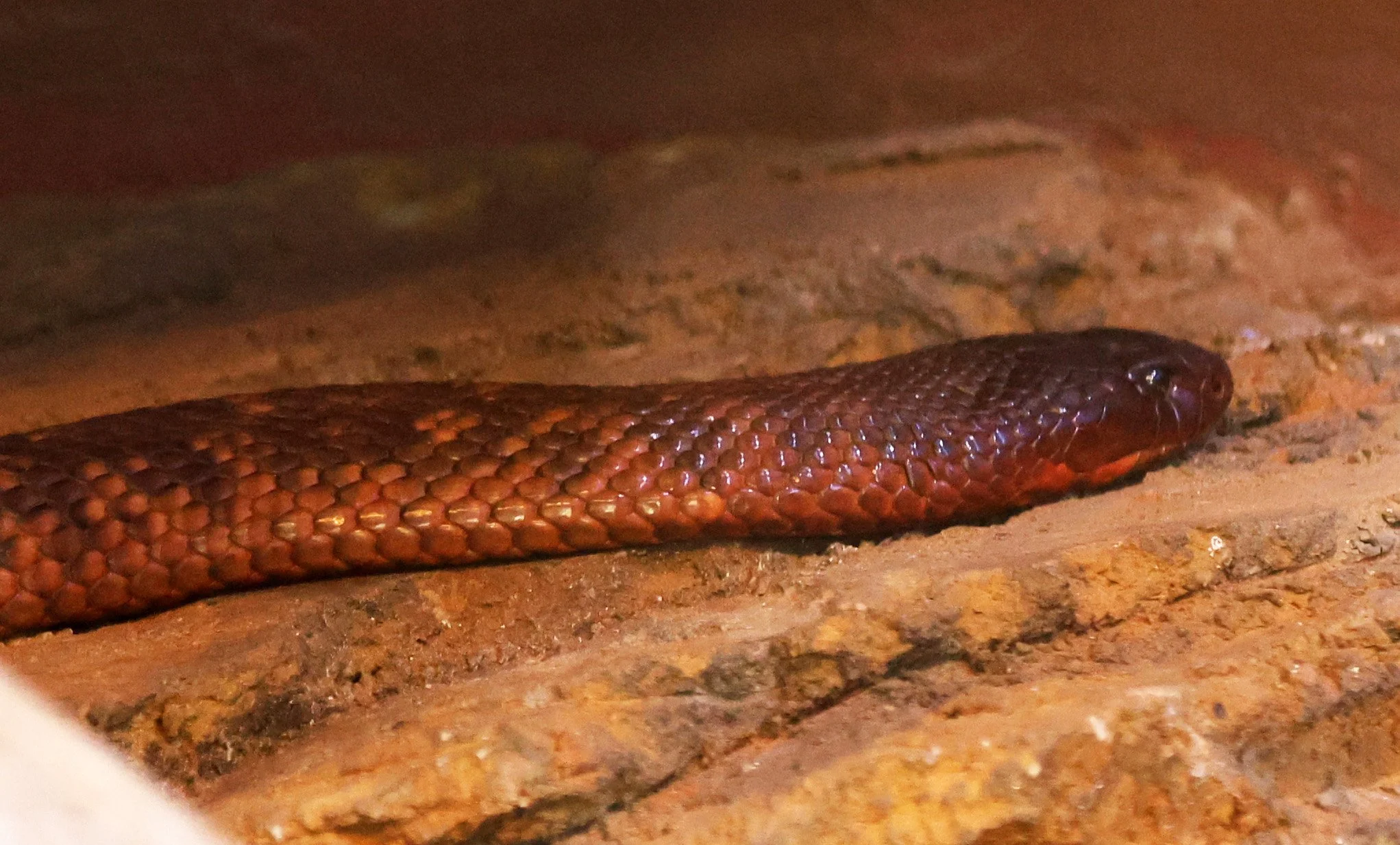 Collett's Black Snake (Pseudechis colletti) Koala Trail Road and Locations South of Brisbane - Queensland (3).jpg