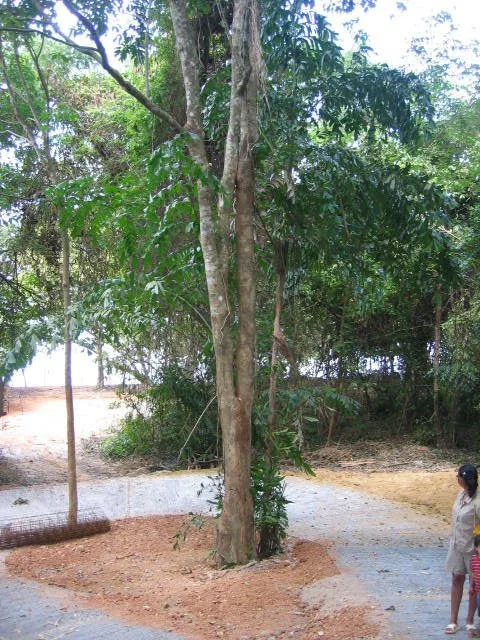 KOH LANTA - PROPERTY - 2005 (41).jpg