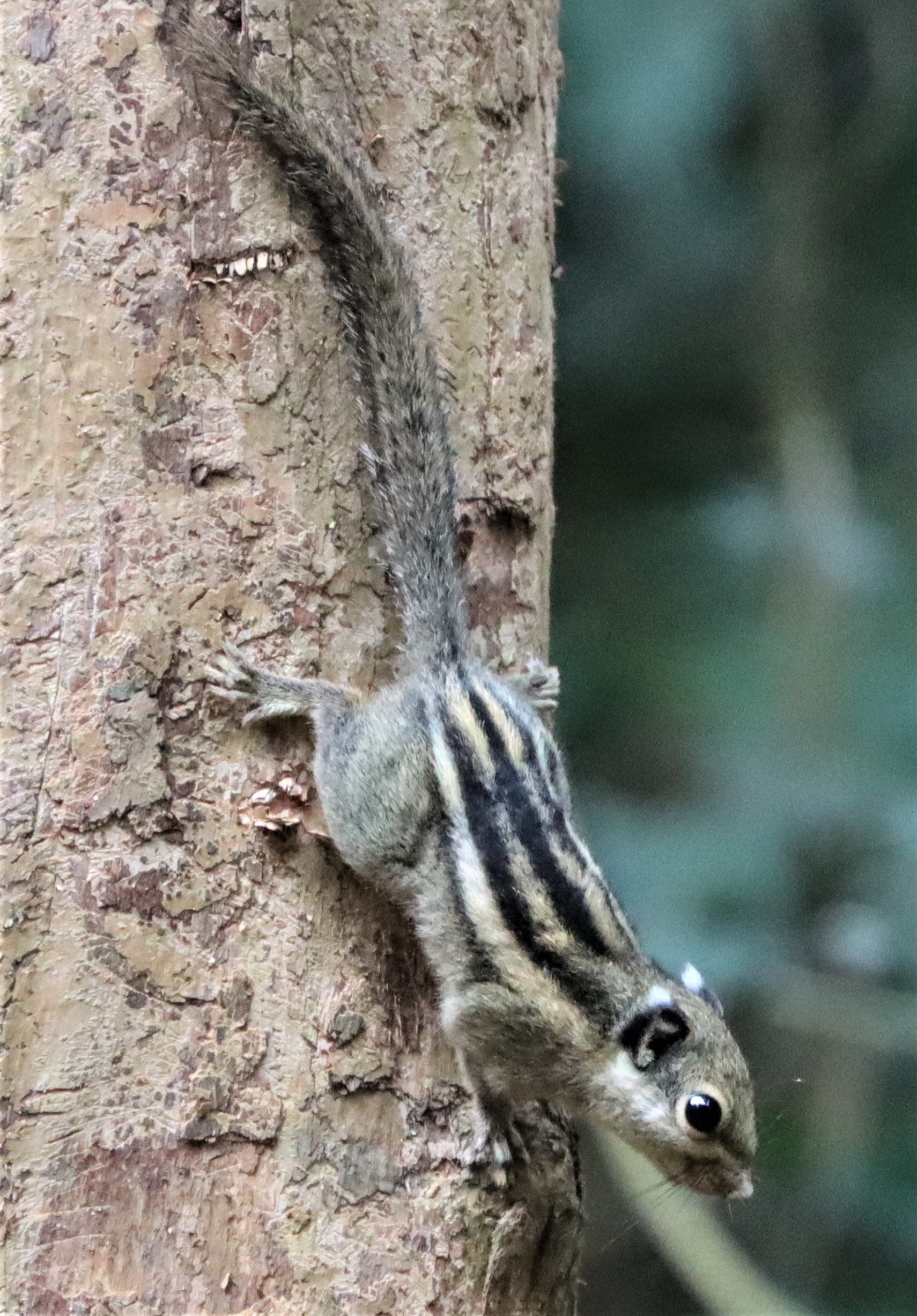 Tamiops mcclellandii - WESTERN (BURMESE) STRIPED SQUIRREL - NEUNG HIDE KAENG KRACHAN (14).jpg