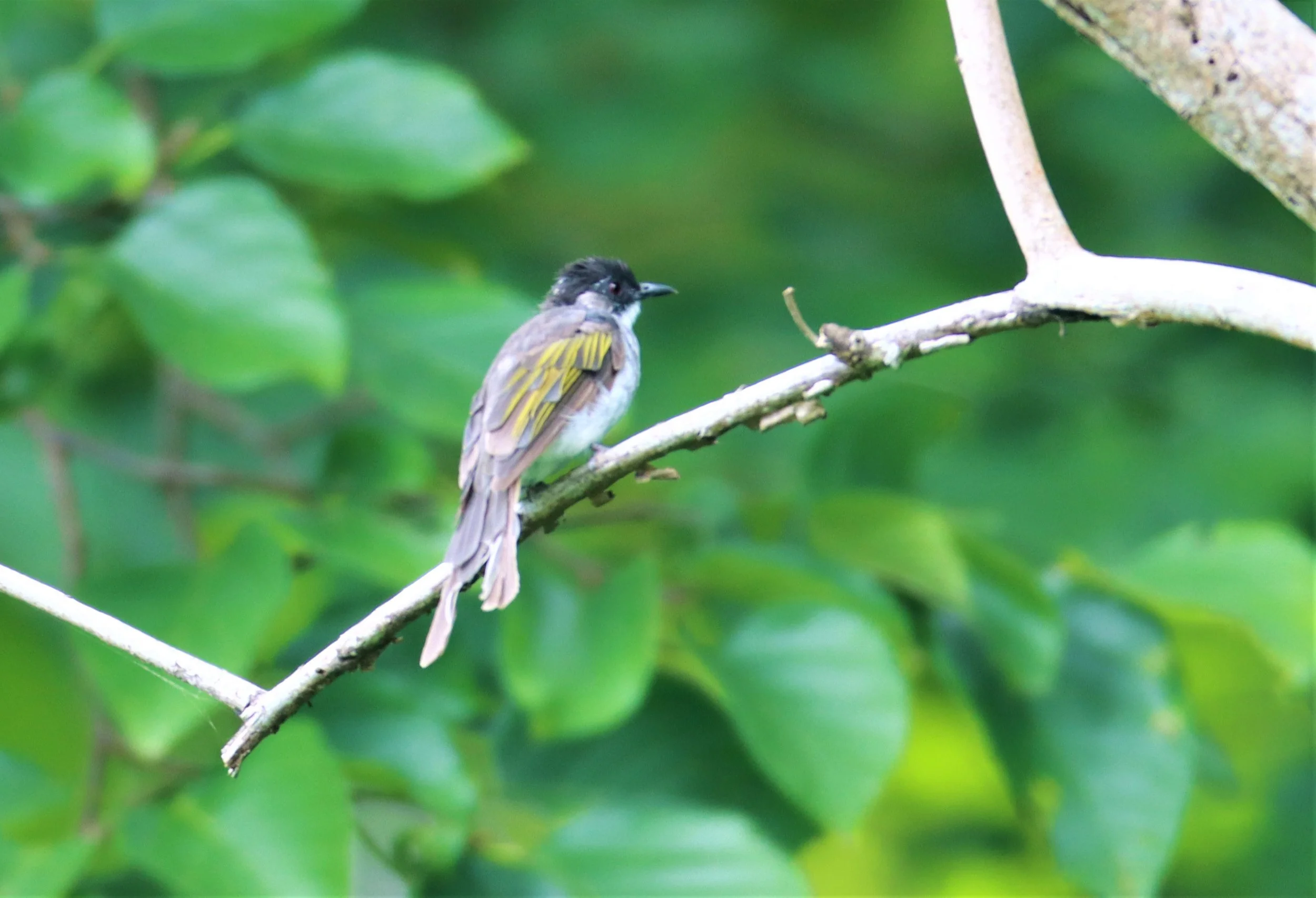 BULBUL - ASHY BULBUL - Hemixos flavala - CHONG YEN CAMPSITE MAE WONG NATIONAL PARK (2).jpg